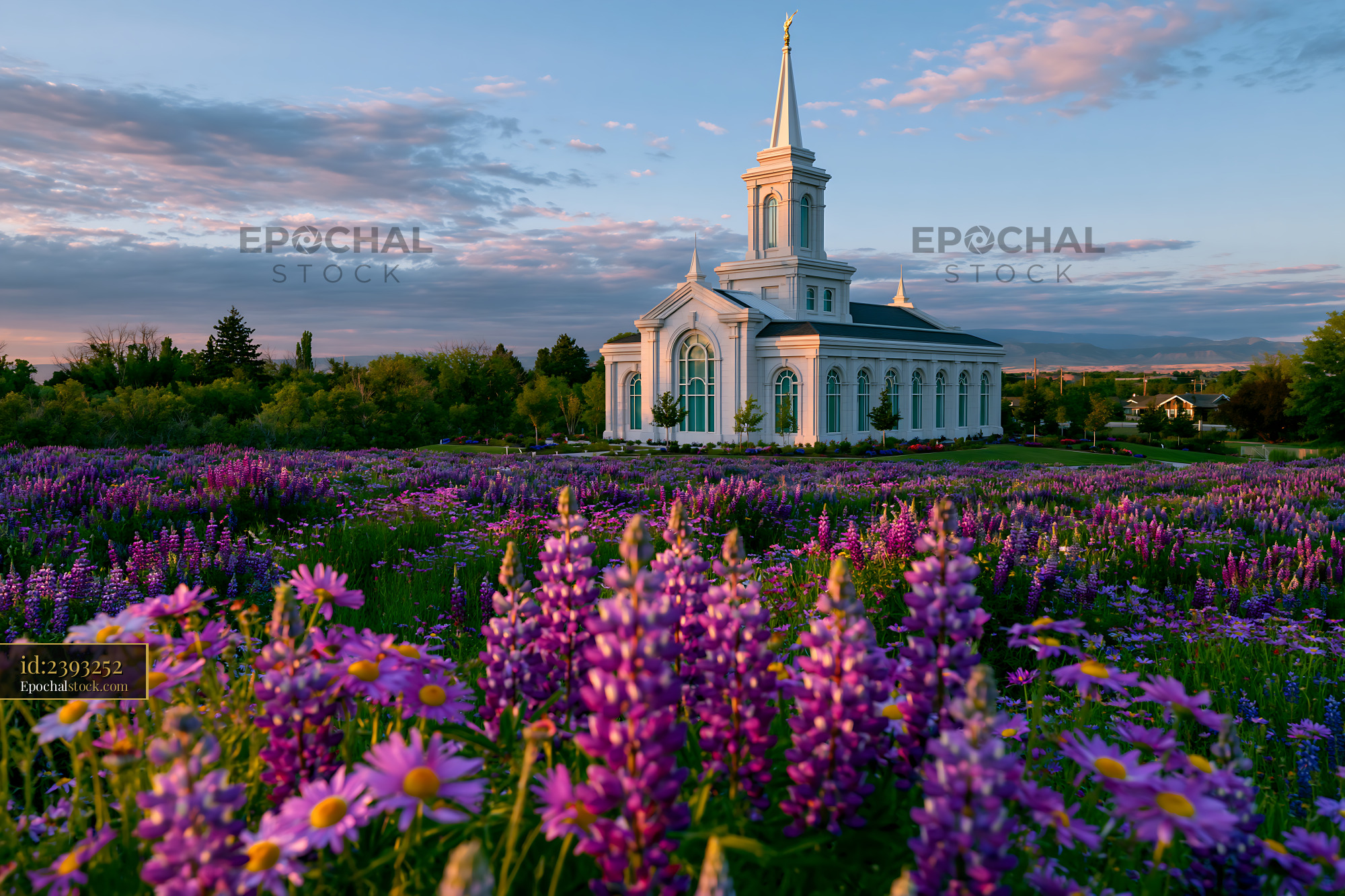 Watermarked full-resolution preview of Church surrounded by purple flowers in a field at sunset