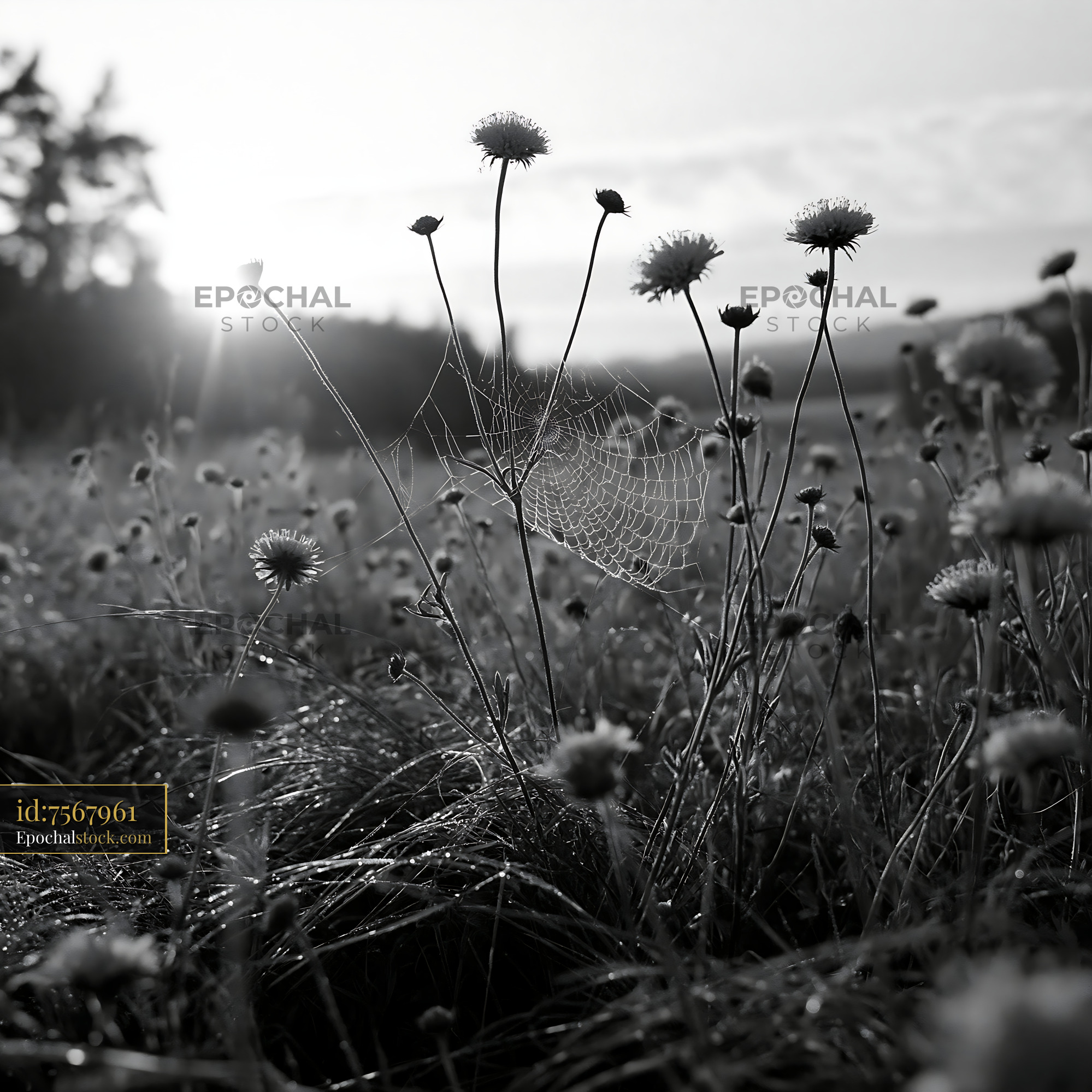 Watermarked full-resolution preview of Morning light over wildflowers and spider web