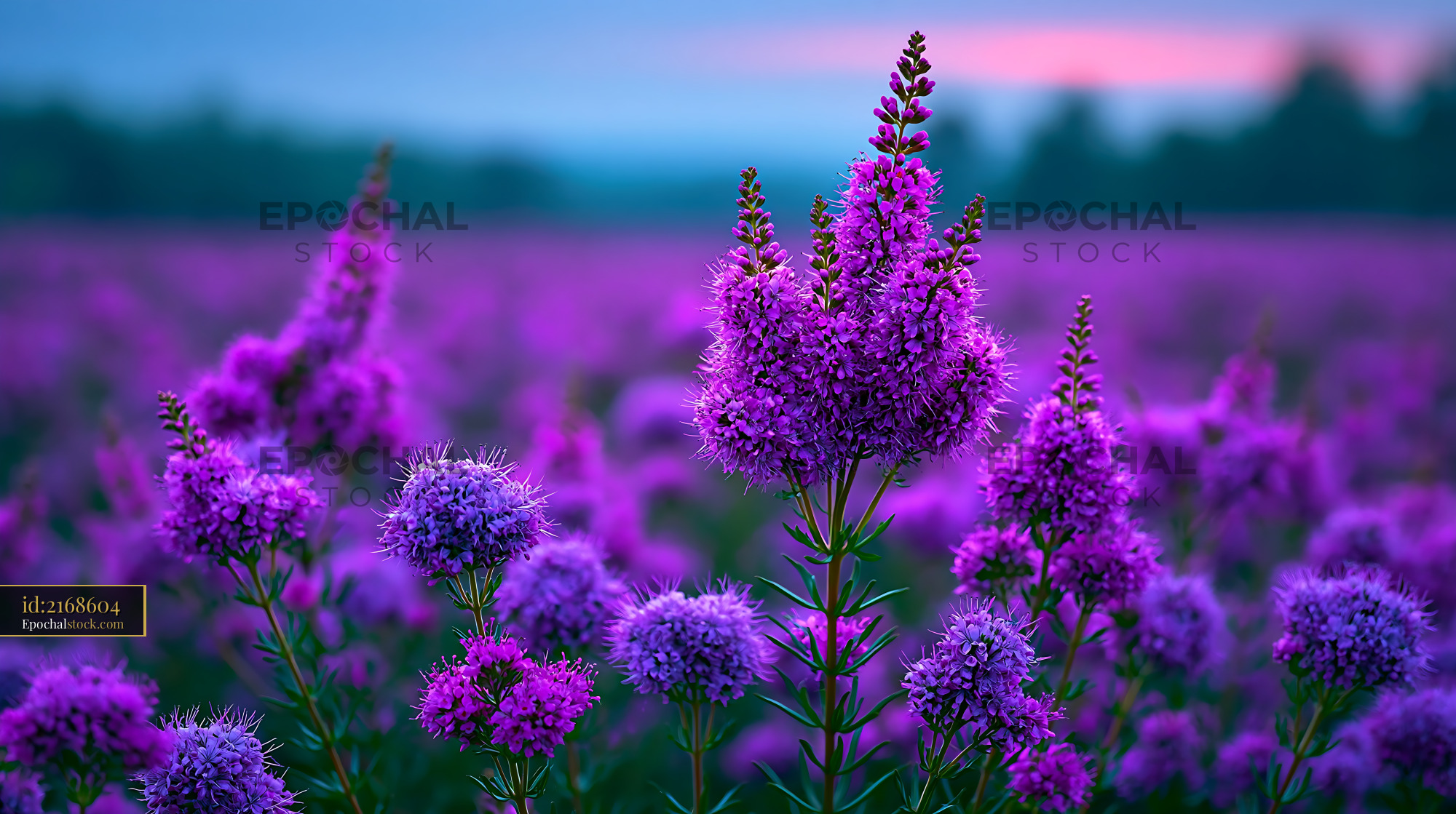 Watermarked full-resolution preview of Purple flowers blooming in a field during sunset