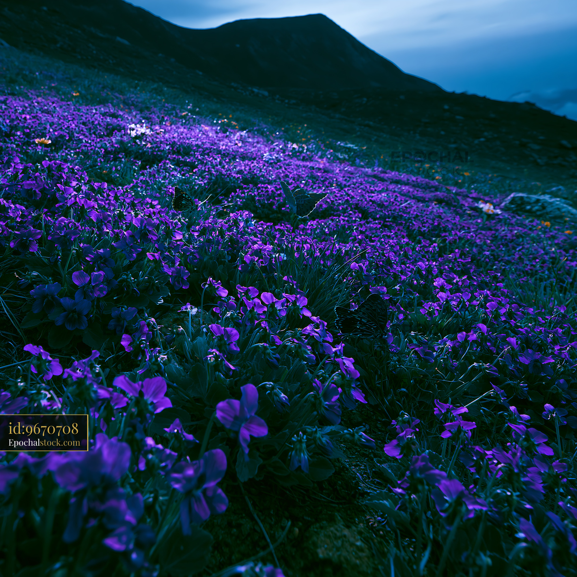 Watermarked full-resolution preview of Purple flowers cover hillside at twilight
