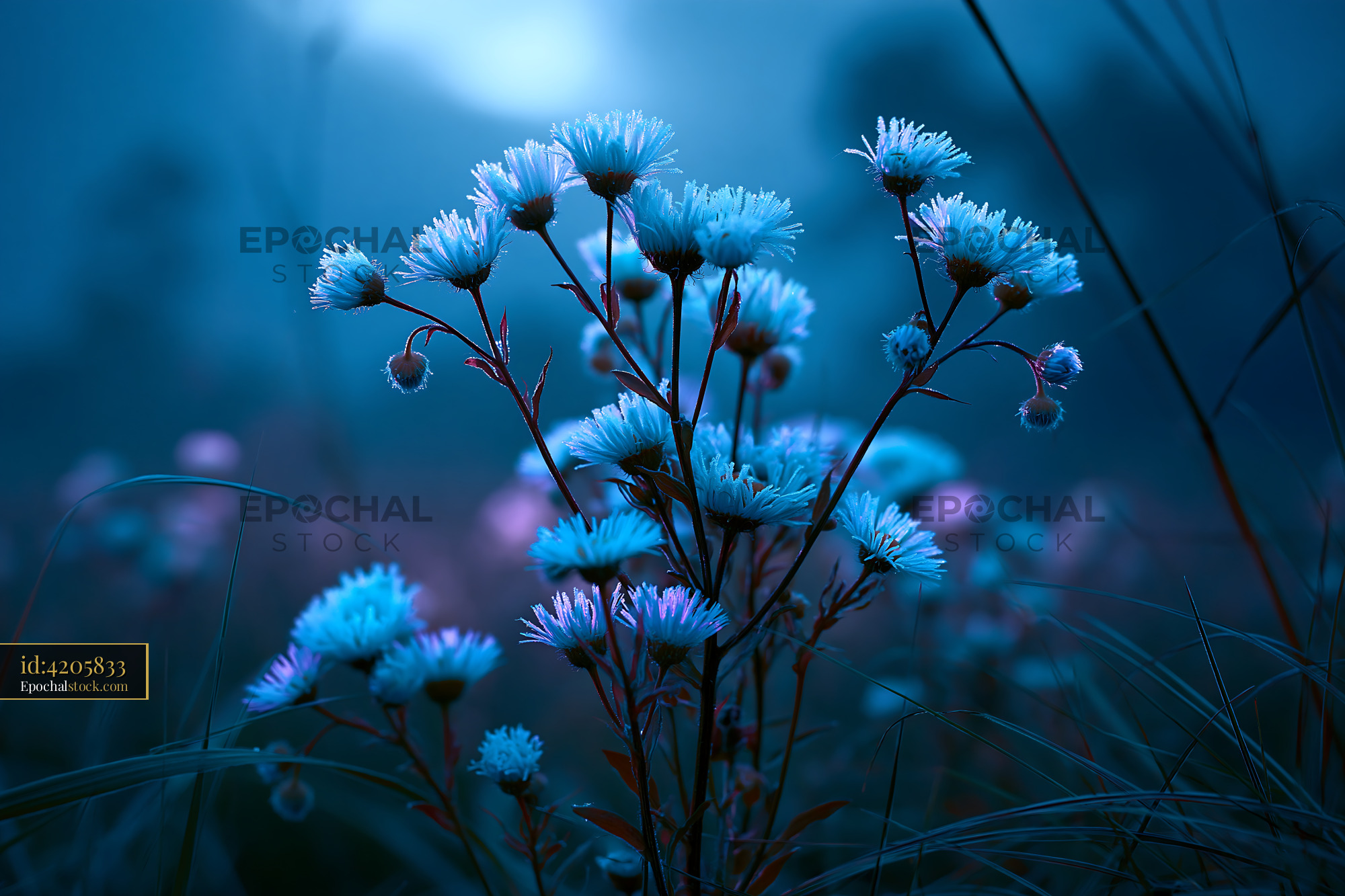 Watermarked full-resolution preview of Flowers blooming in a blue-toned field during twilight