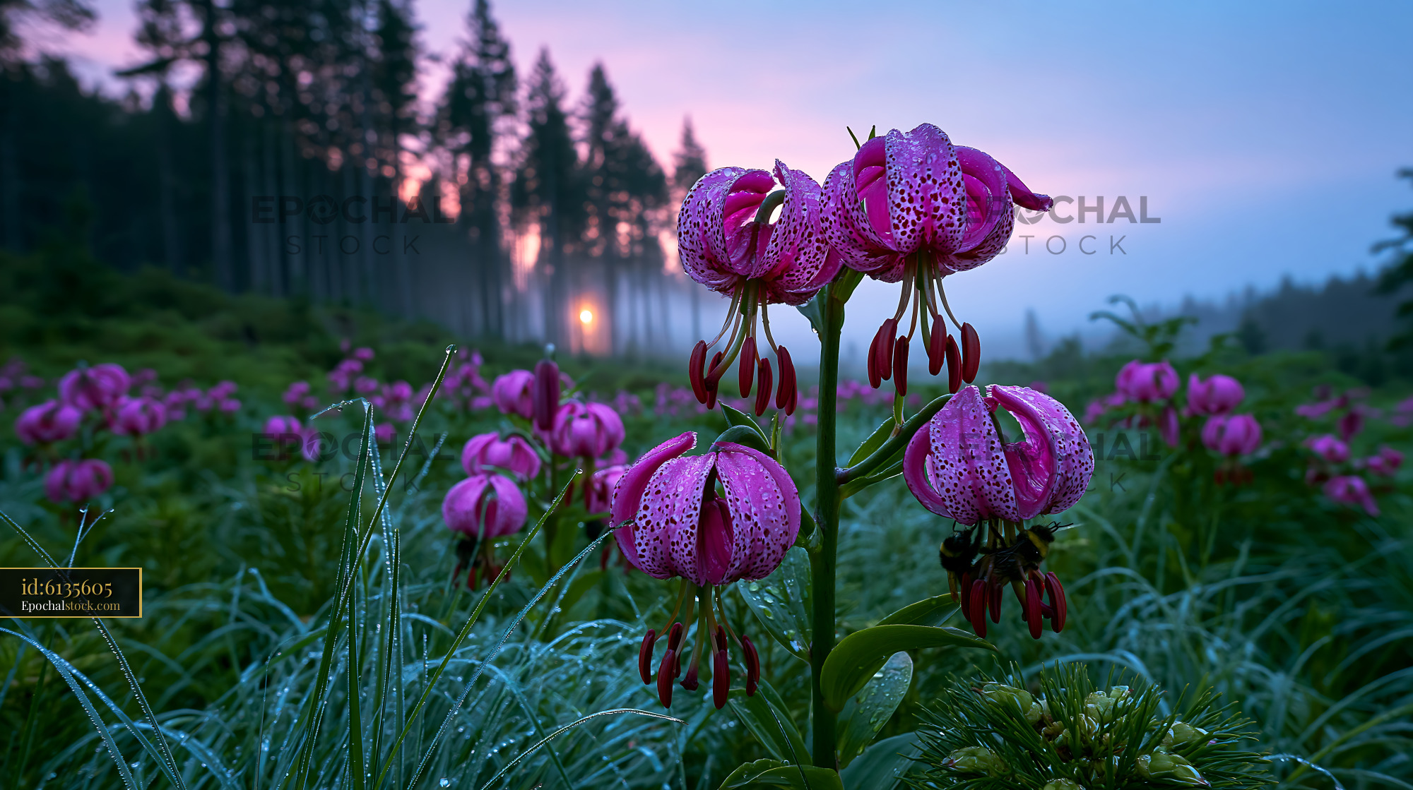 Watermarked full-resolution preview of Wildflowers bloom in meadow during dawn