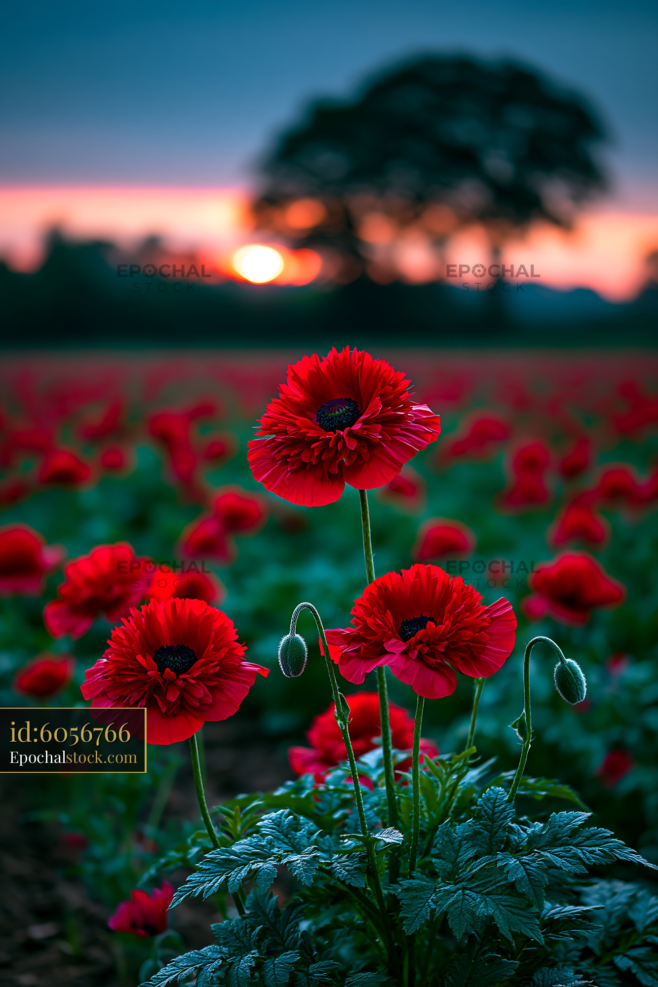 Watermarked full-resolution preview of Red poppies blooming at sunset in a flower field