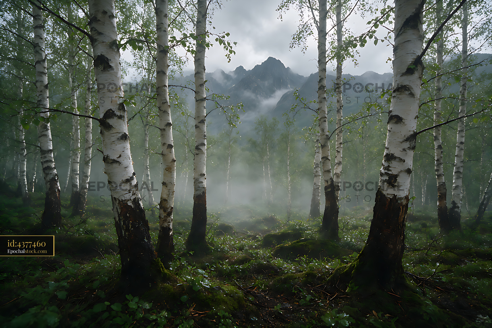 Watermarked full-resolution preview of Misty birch woodland with rugged mountains