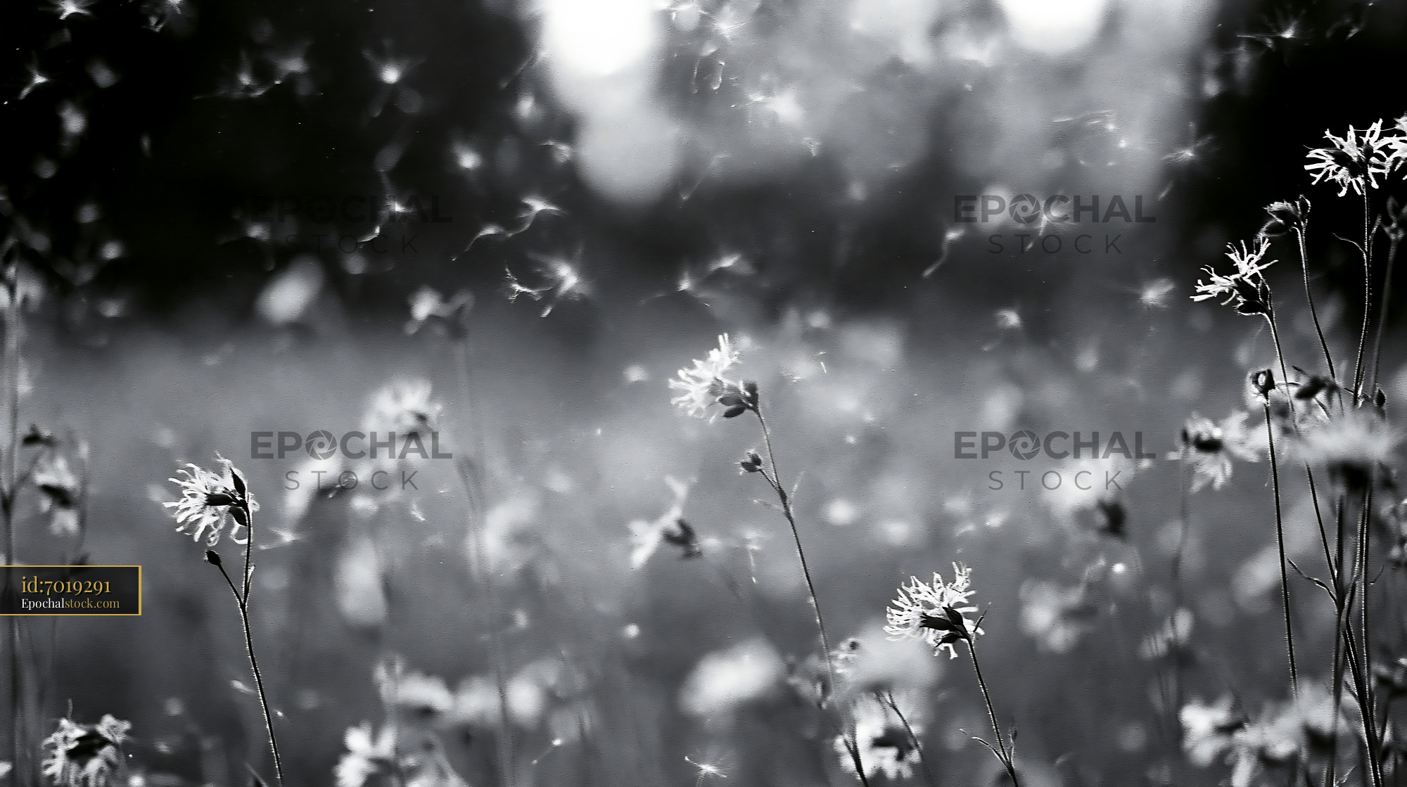 Watermarked full-resolution preview of Wildflowers in a sunny meadow with floating seeds