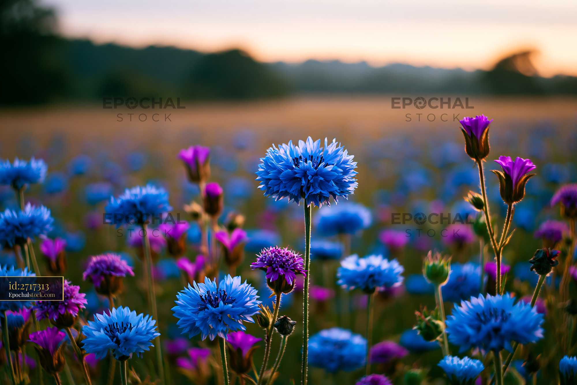 Watermarked full-resolution preview of Colorful wildflowers blooming in a field at sunset
