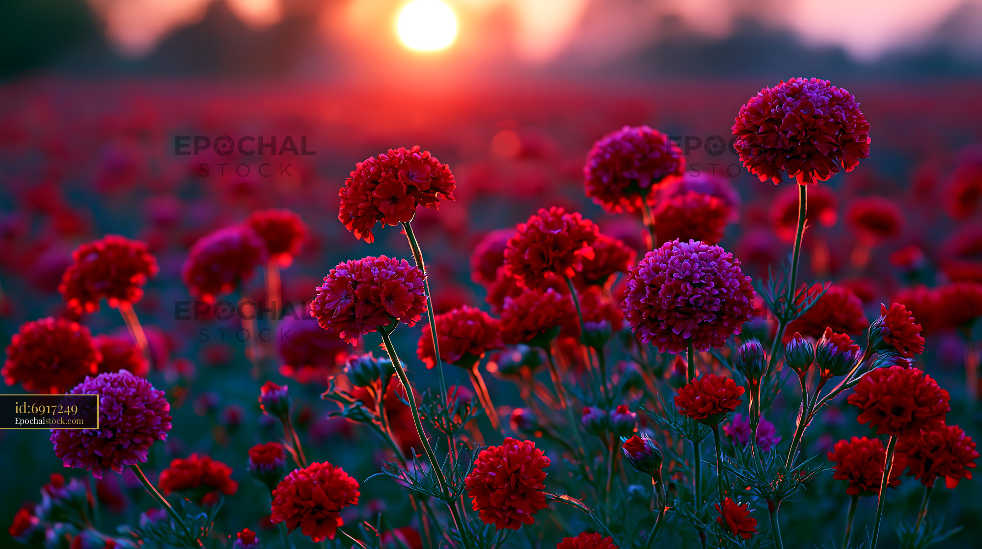 Watermarked full-resolution preview of Sunset over a field of vibrant red flowers