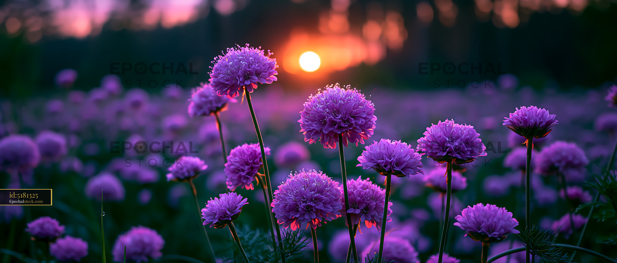 Watermarked full-resolution preview of Purple flowers bloom at sunset in a field