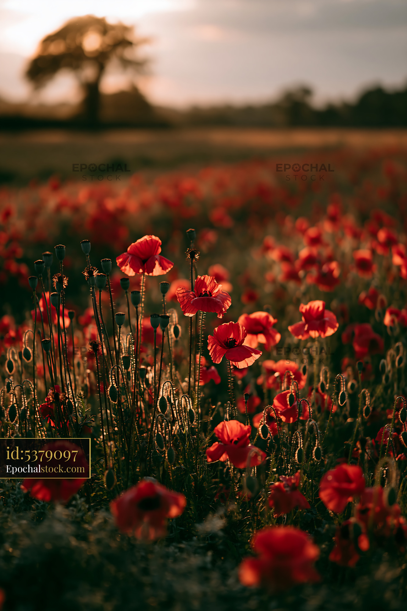 Watermarked full-resolution preview of Poppy flowers blooming in a field during sunset