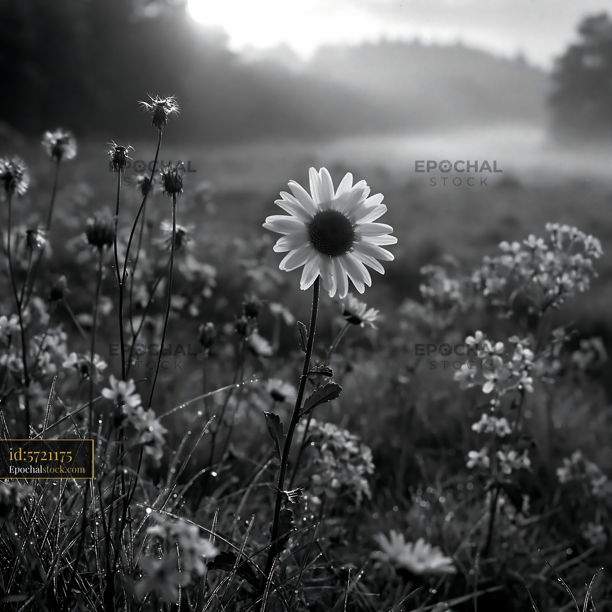 Watermarked full-resolution preview of Flower in foggy field at dawn