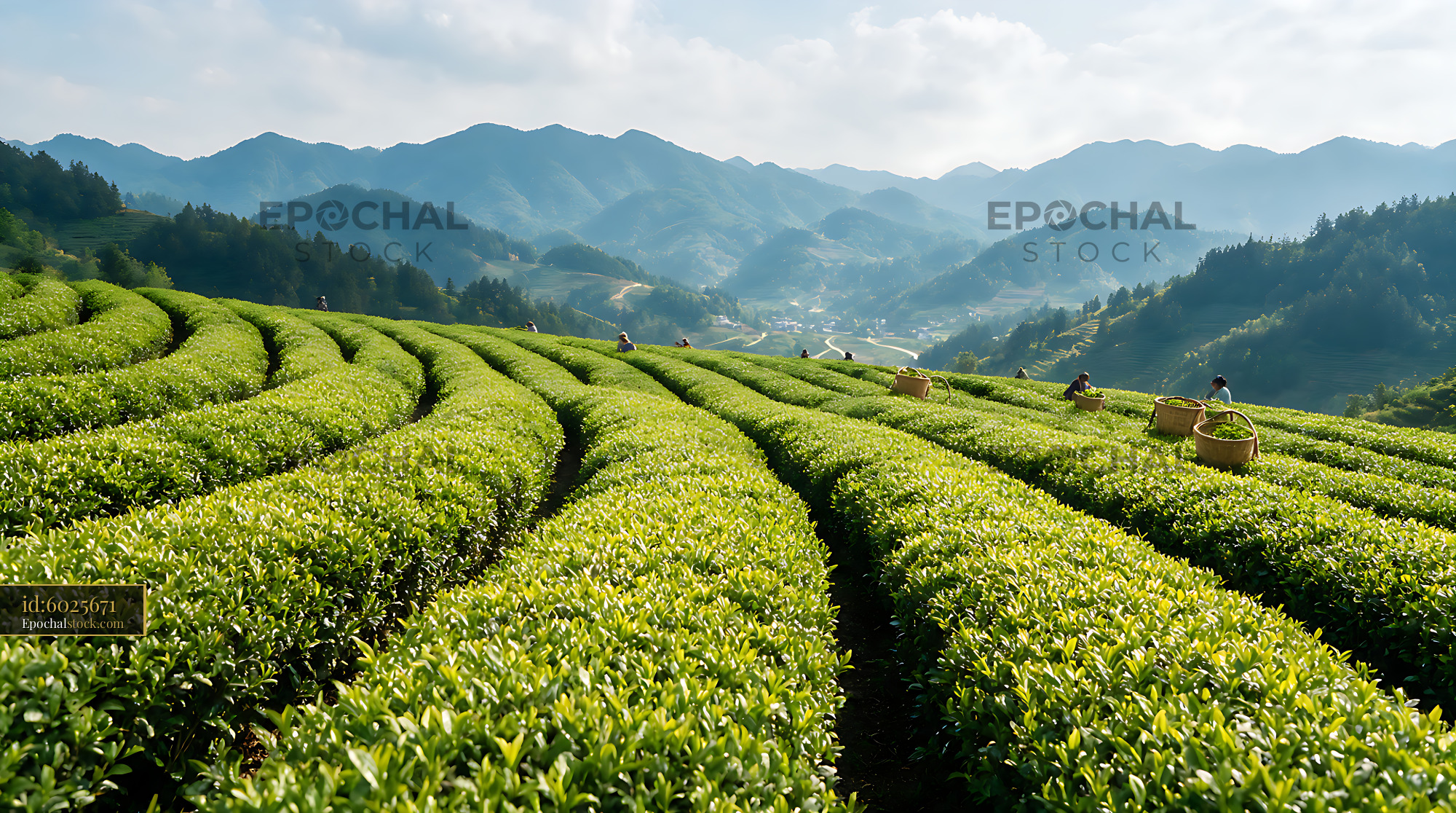 Watermarked full-resolution preview of Lush tea fields across a mountain valley