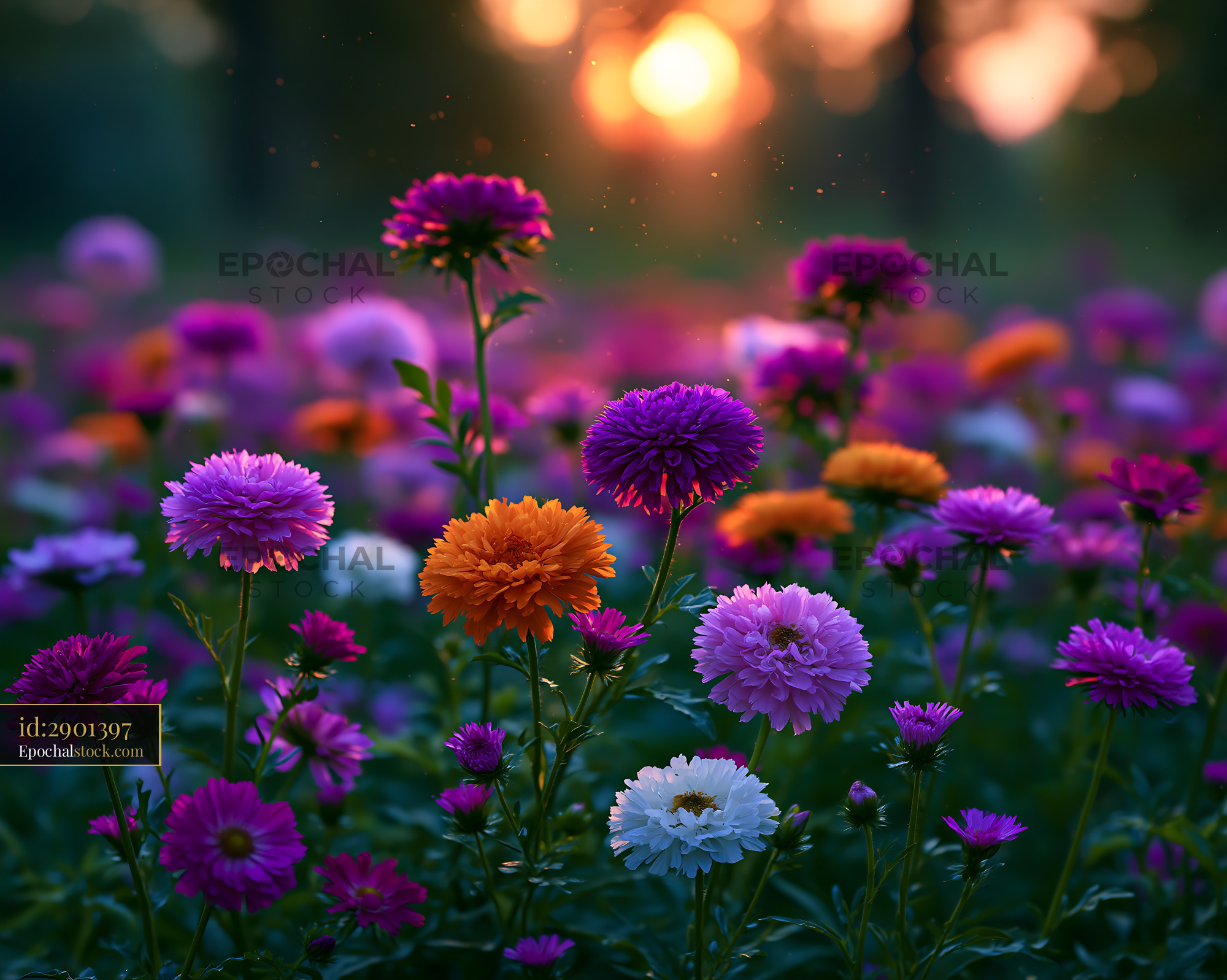 Watermarked full-resolution preview of Colorful flowers blooming at sunset in a garden