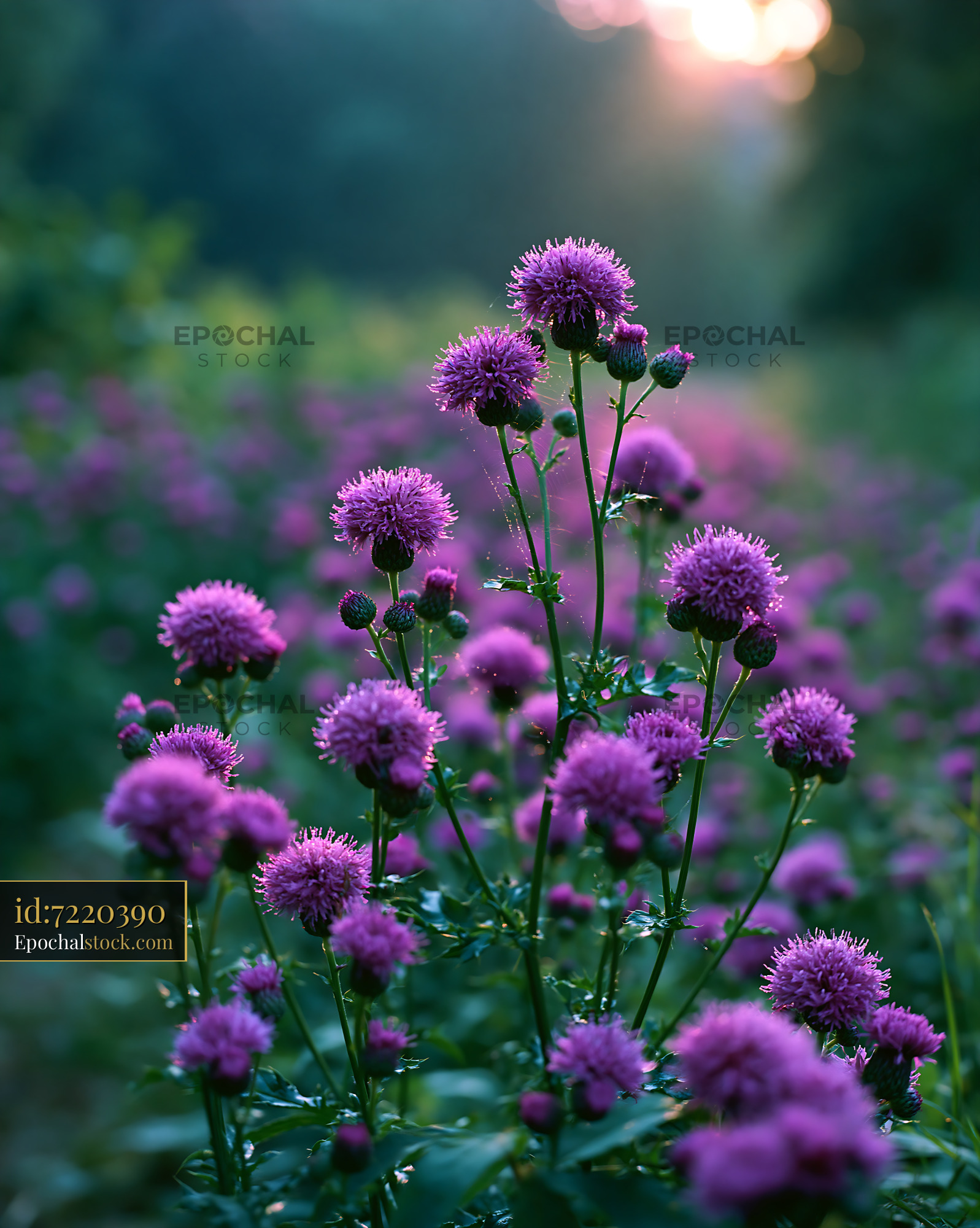 Watermarked full-resolution preview of Purple flowers blooming in a field at sunset