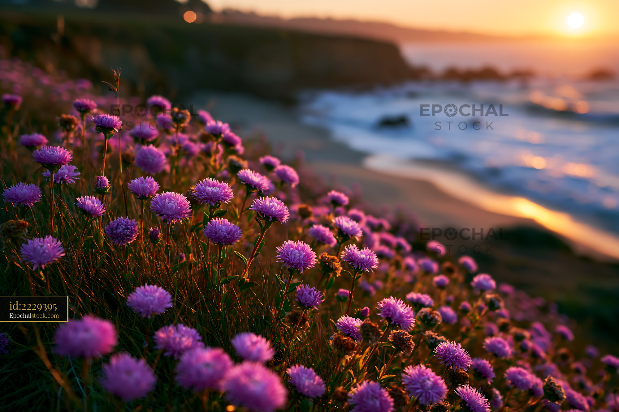 Watermarked full-resolution preview of Purple flowers near the shore at sunset