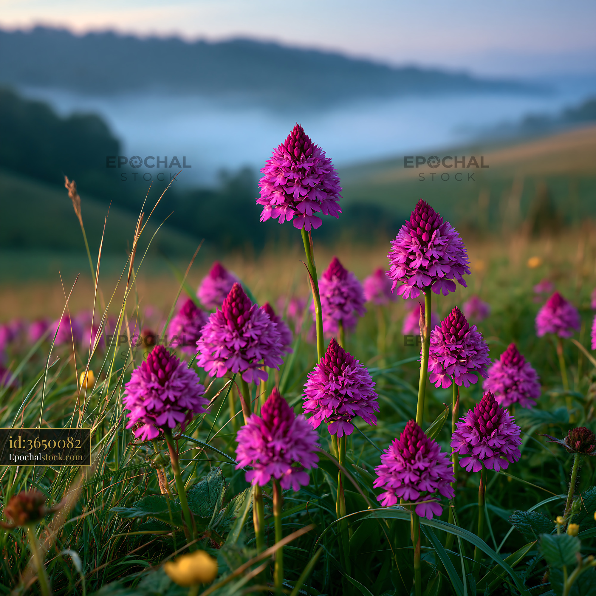 Watermarked full-resolution preview of Purple flowers grow in a meadow at sunrise