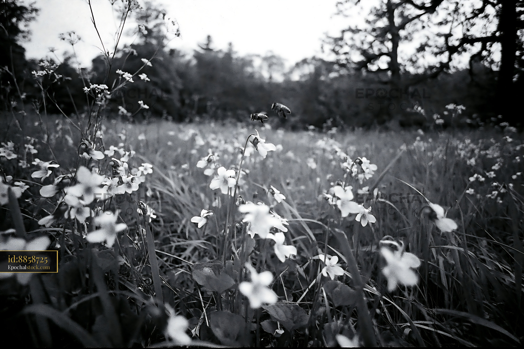 Watermarked full-resolution preview of Wildflowers in a field with bees in black and white