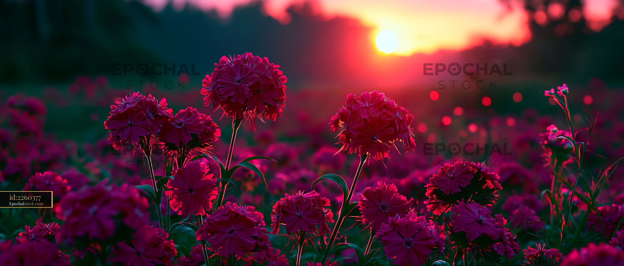 Watermarked full-resolution preview of Sunset over a field of pink flowers in bloom