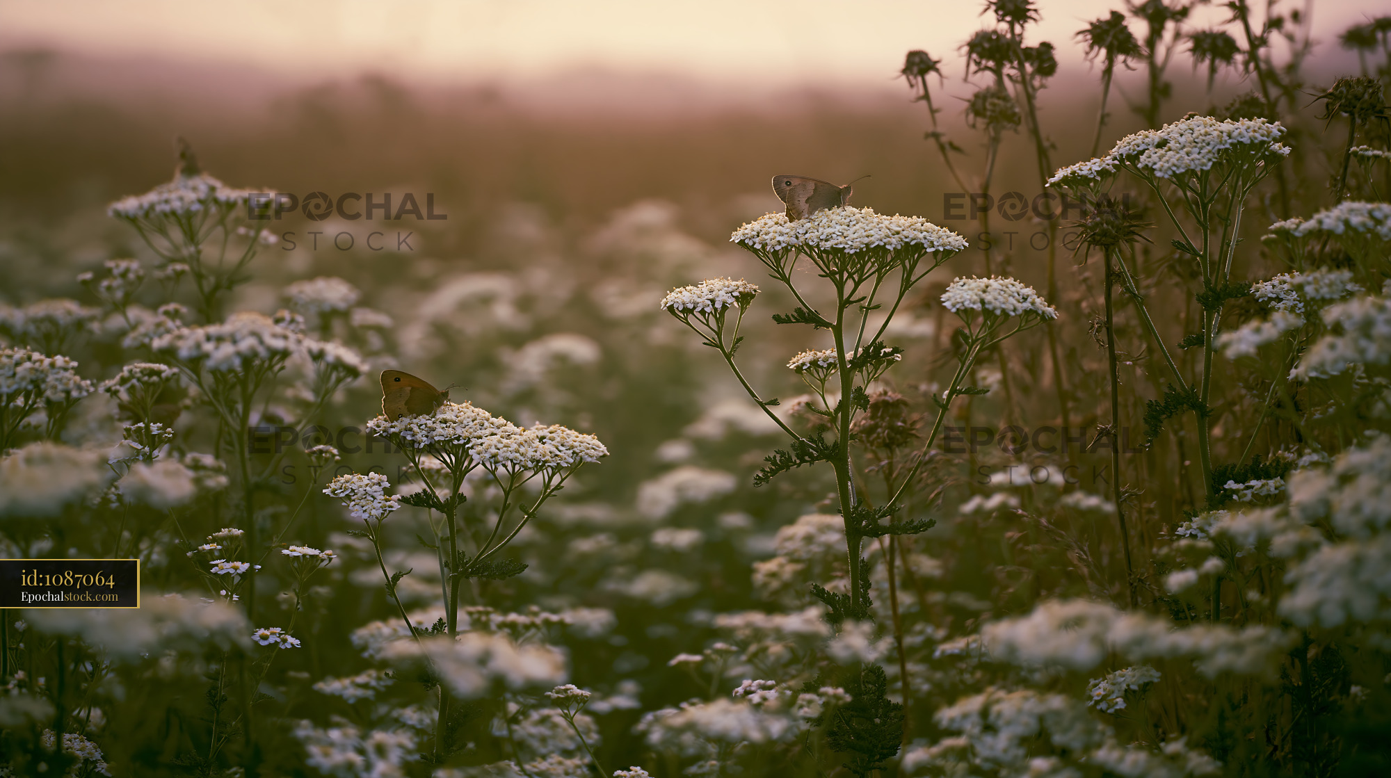 Watermarked full-resolution preview of Butterflies resting on white flowers at sunset