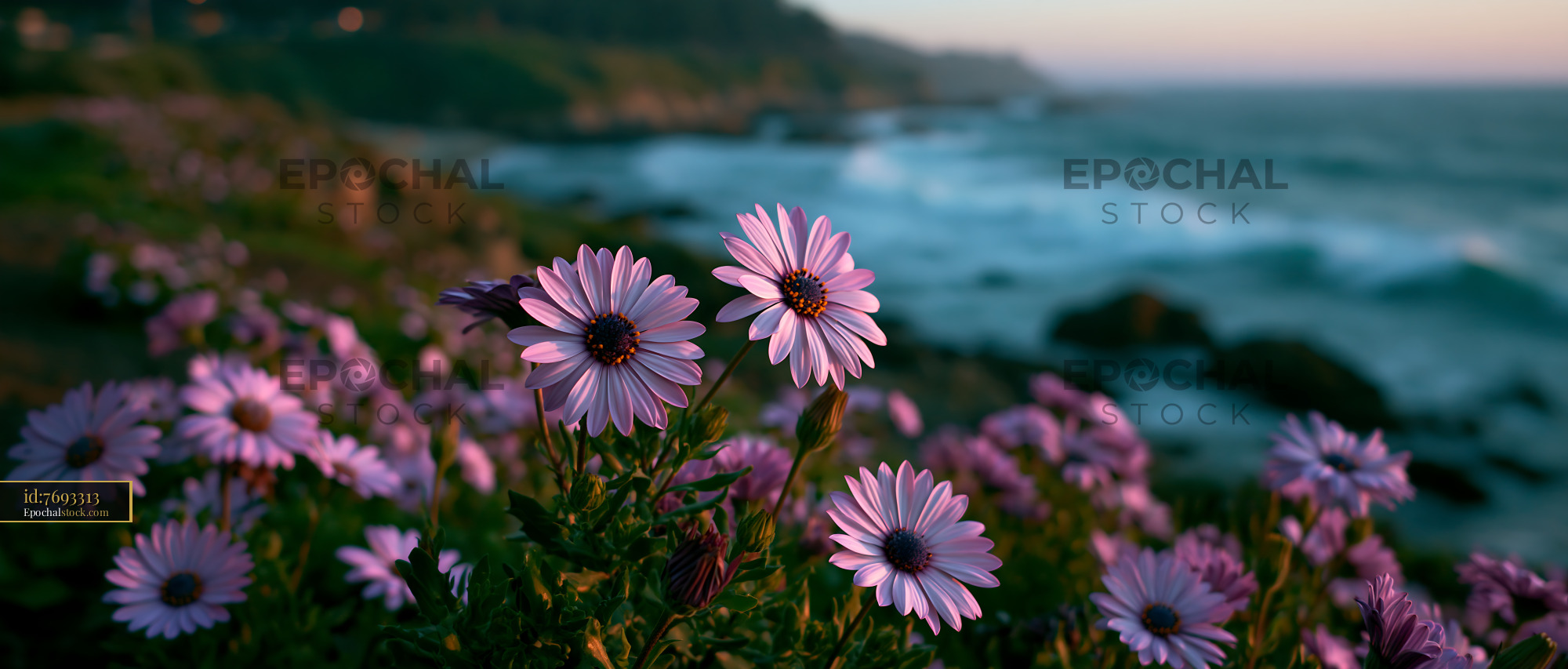 Flowers Bloom by the Ocean Against a Coastal Backdrop During Sunset - stock photo