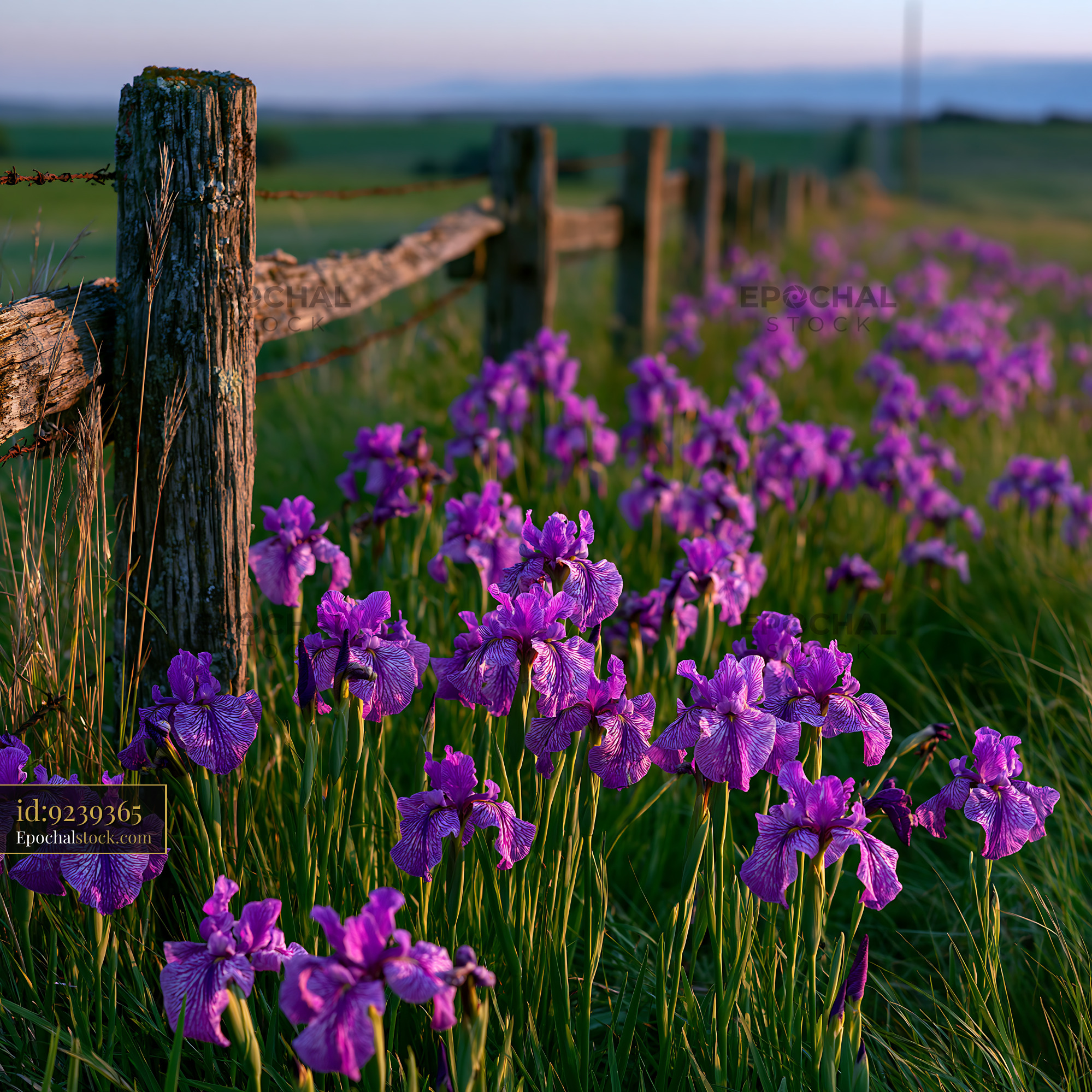 Watermarked full-resolution preview of Purple flowers bloom beside a wooden fence in a field