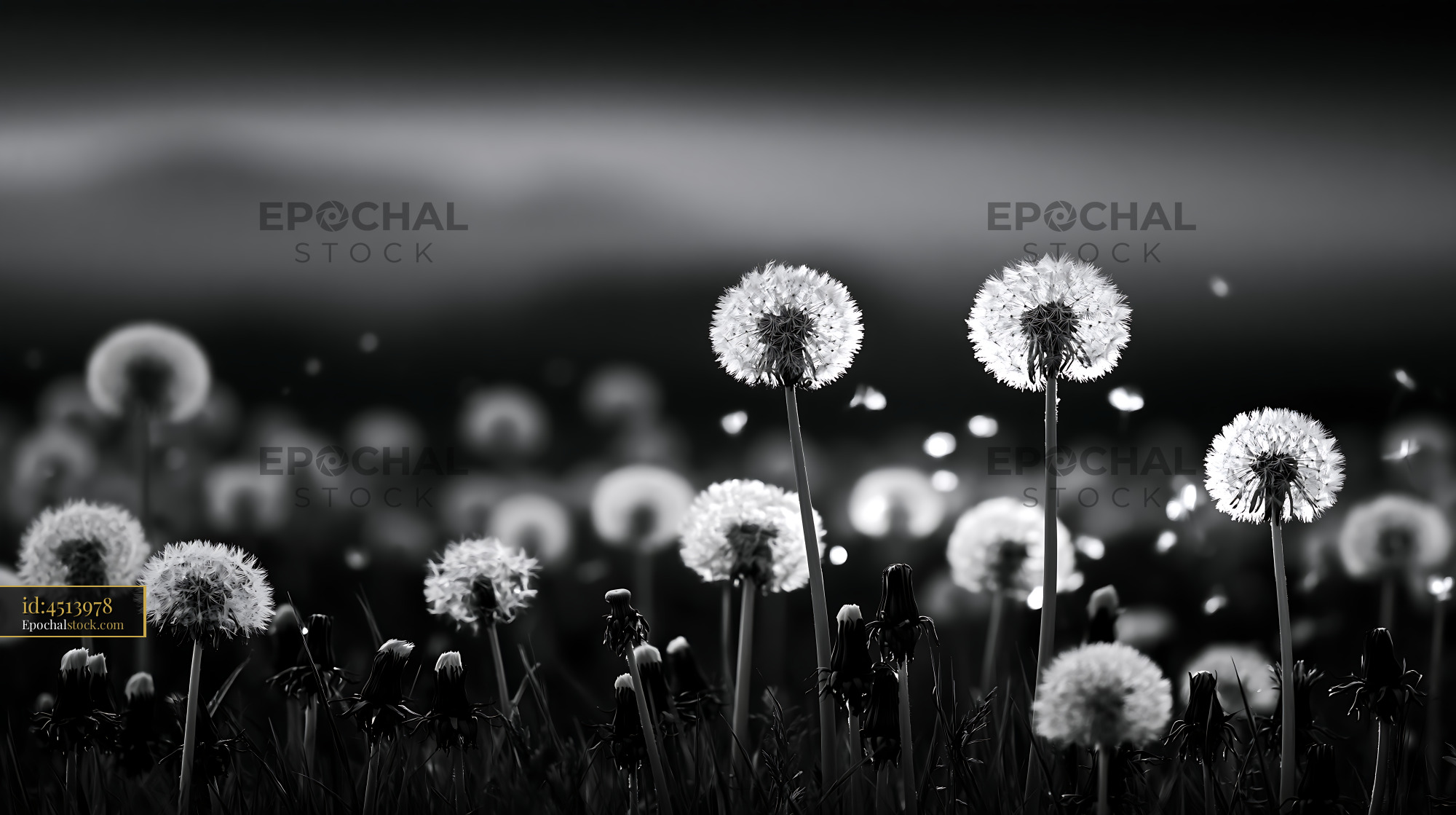 Watermarked full-resolution preview of Dandelion field with white flowers in black and white setting