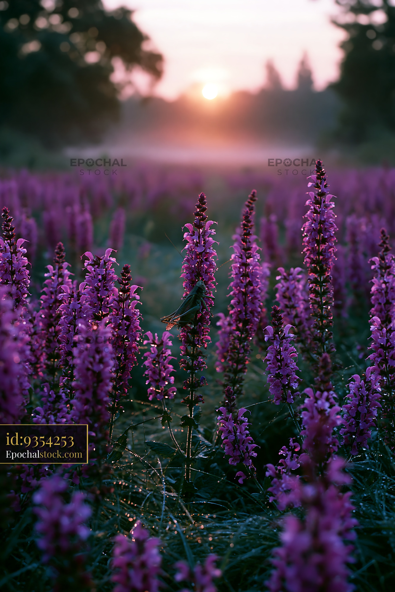 Watermarked full-resolution preview of Sunset over purple flowers in a field