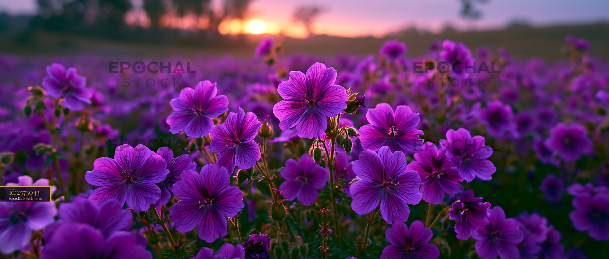 Watermarked full-resolution preview of Purple flowers in a field during sunset