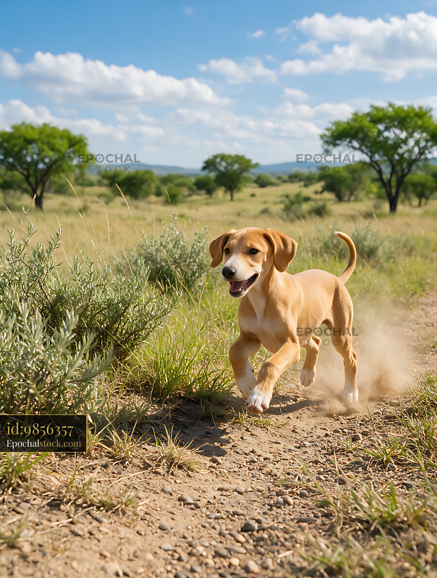 Watermarked full-resolution preview of Happy Puppy Playing on a Rural Trail