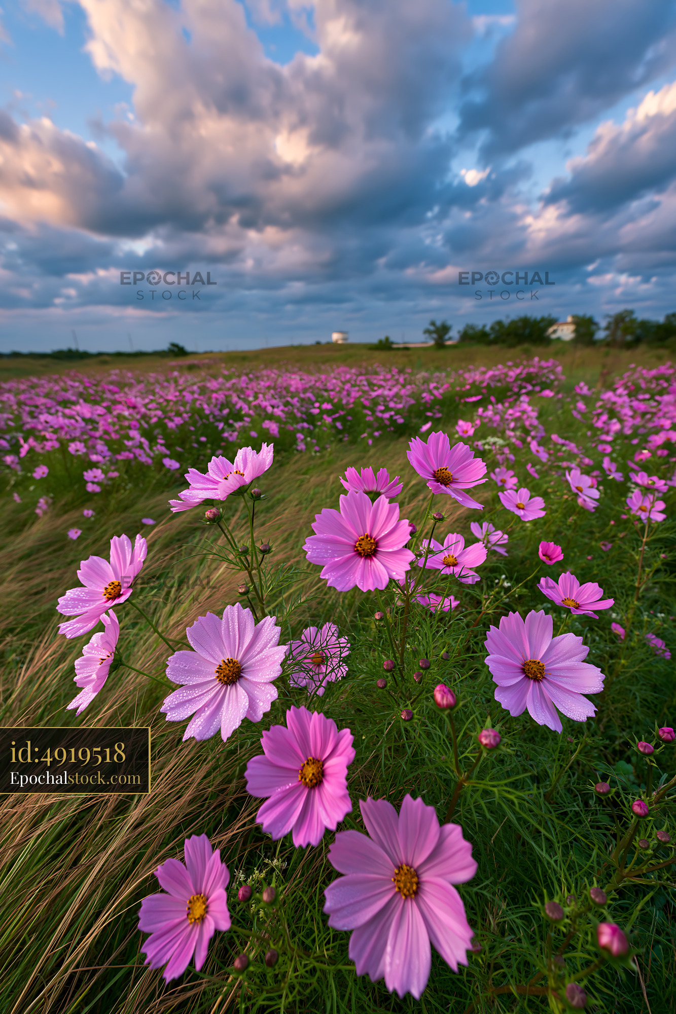 Watermarked full-resolution preview of Vibrant flowers bloom under cloudy sky on open field