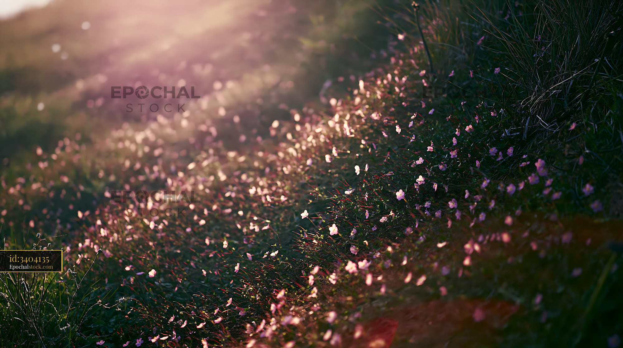 Watermarked full-resolution preview of Sunlight shining on flower petals in a grassy field