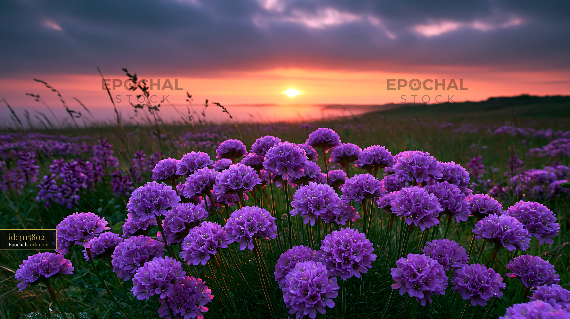 Watermarked full-resolution preview of Purple flowers bloom in a field at sunset