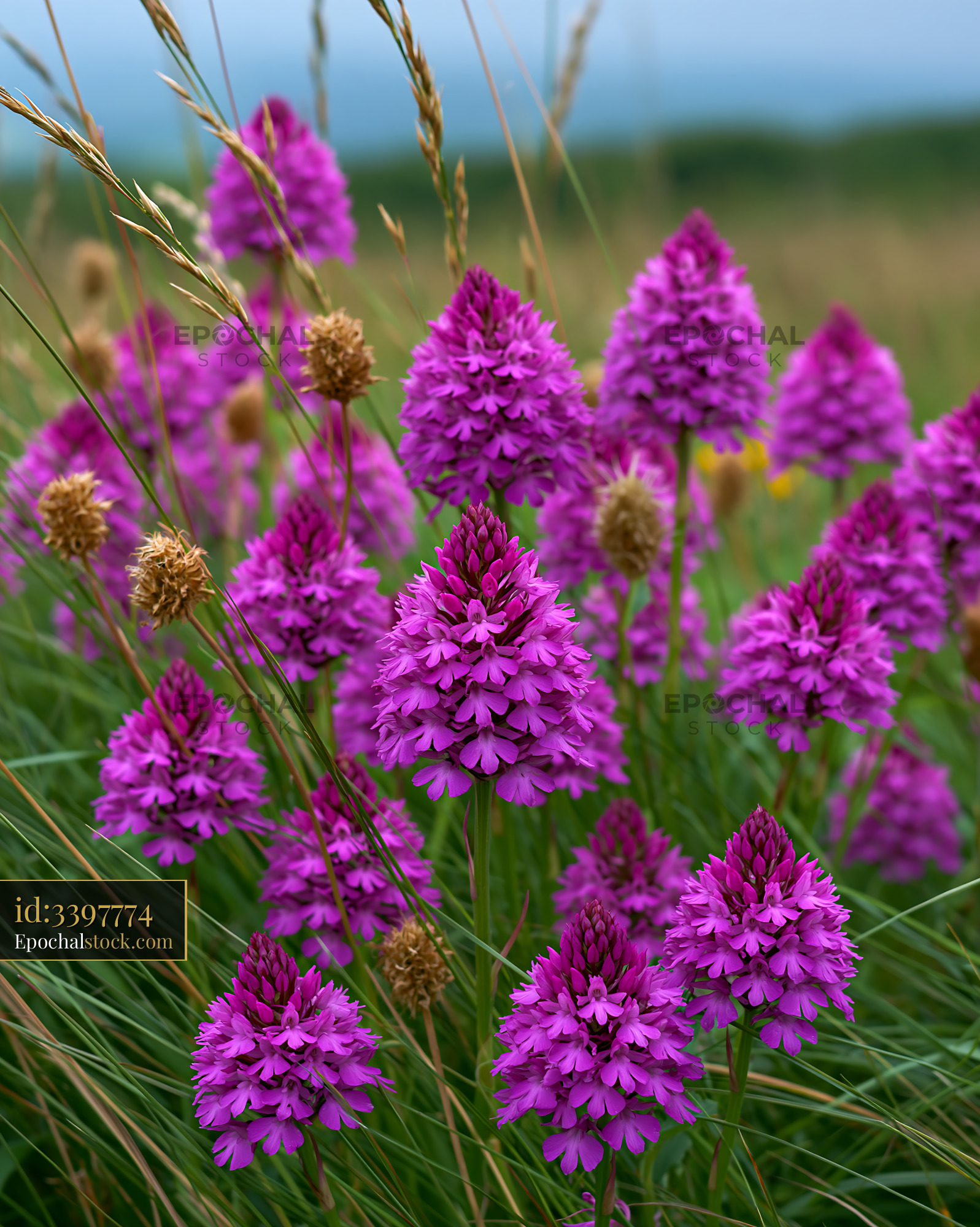 Watermarked full-resolution preview of Purple flowers in a grassy field during daytime