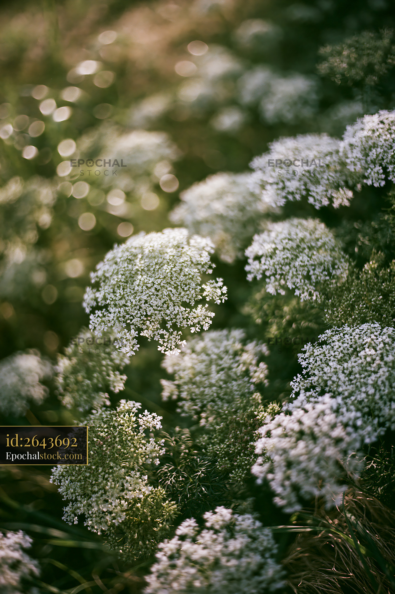 Watermarked full-resolution preview of Close-up view of white flowers in natural setting at sunset