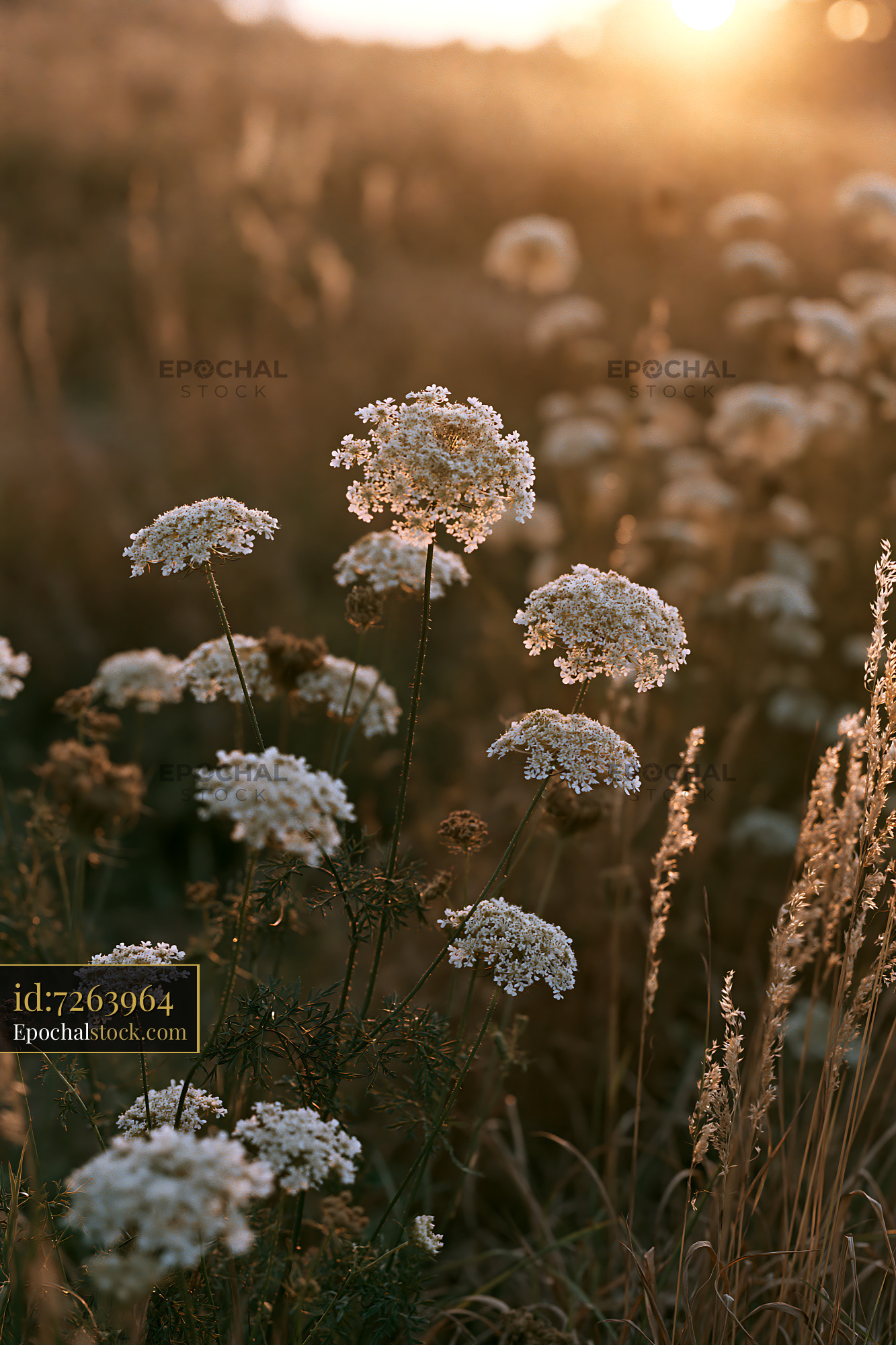 Watermarked full-resolution preview of Wildflowers bloom under sunset light in a grassy field