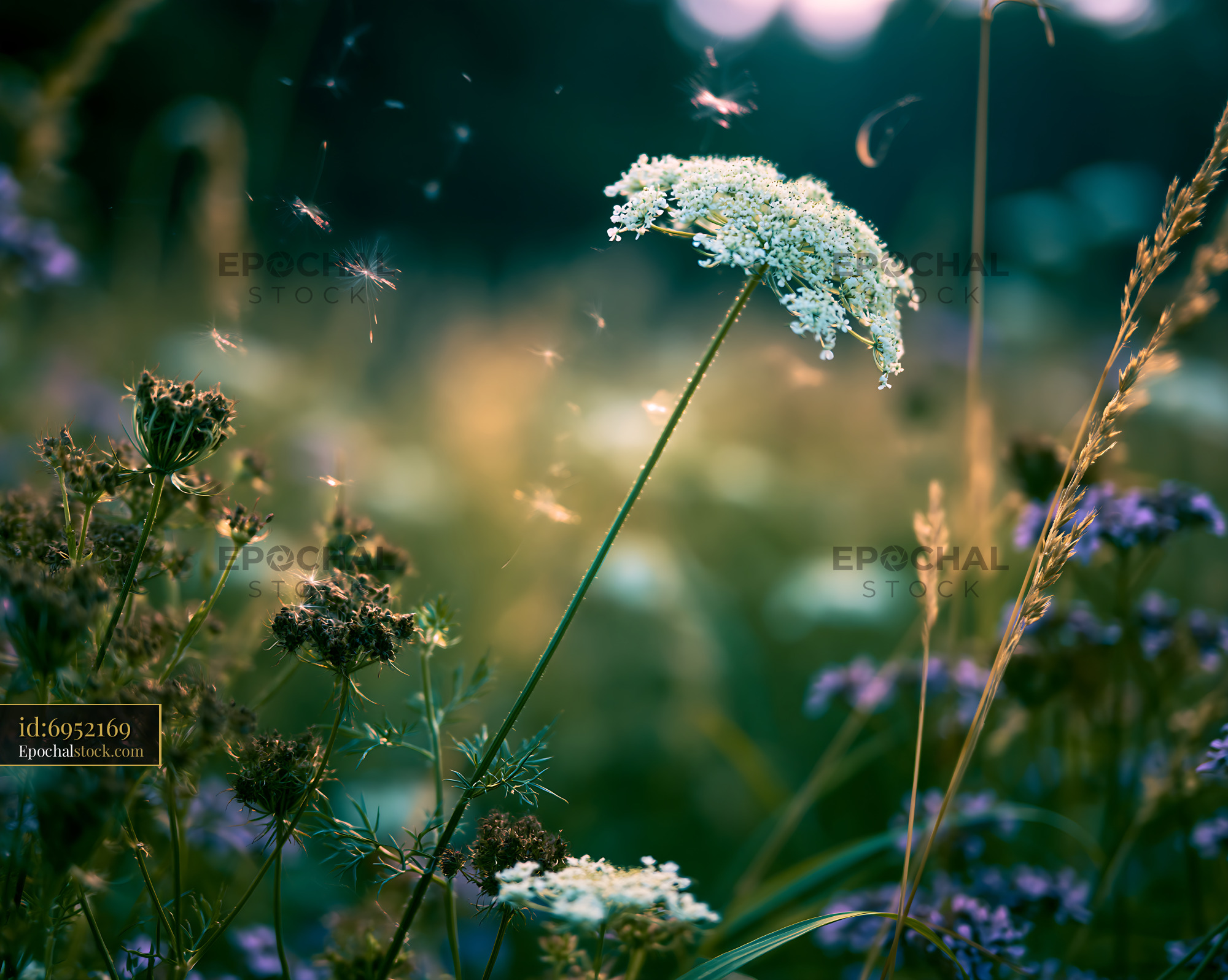 Watermarked full-resolution preview of Wildflowers in a grassy field during sunset