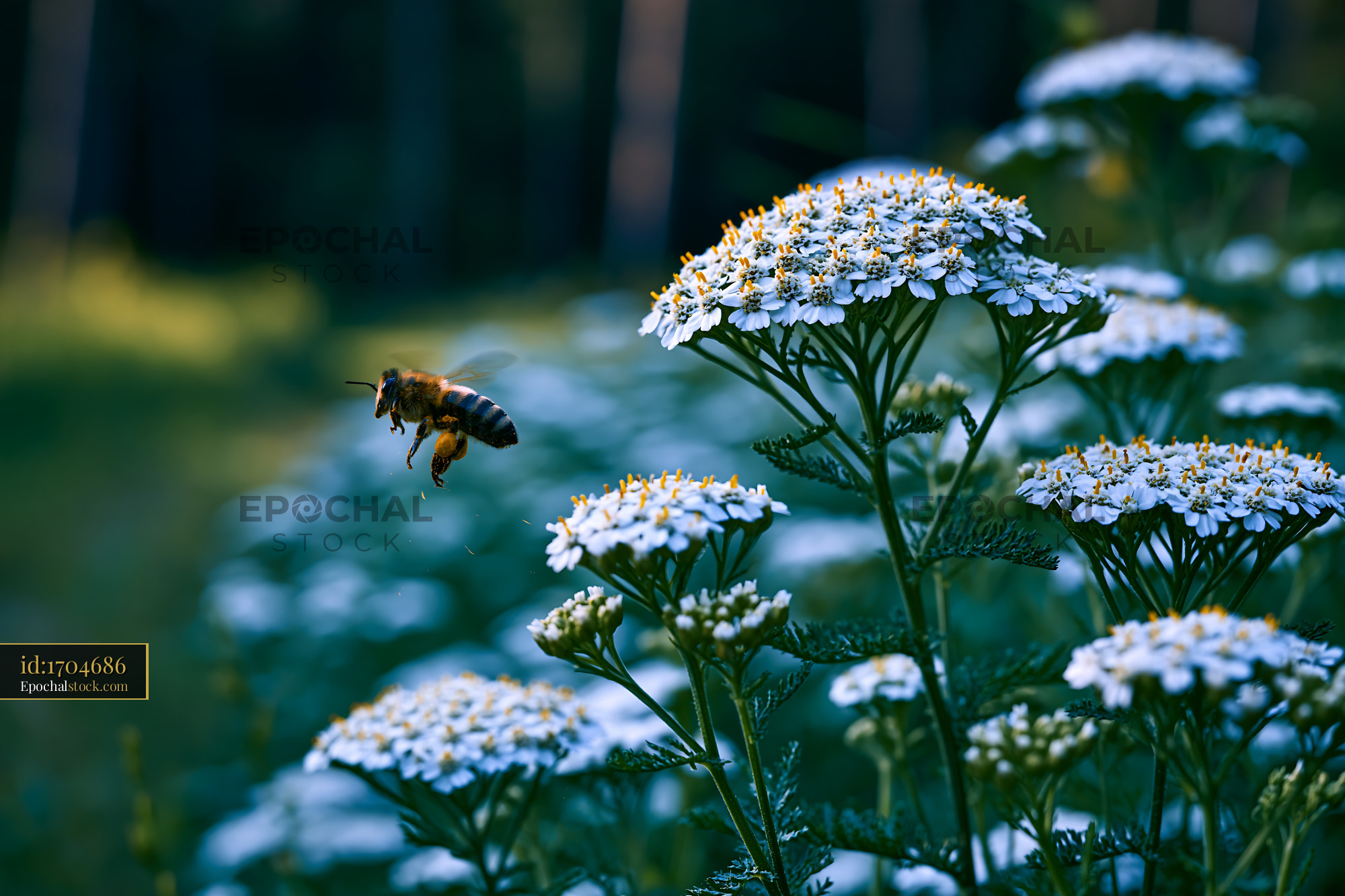 Watermarked full-resolution preview of Bee flying near white flowers in a green meadow