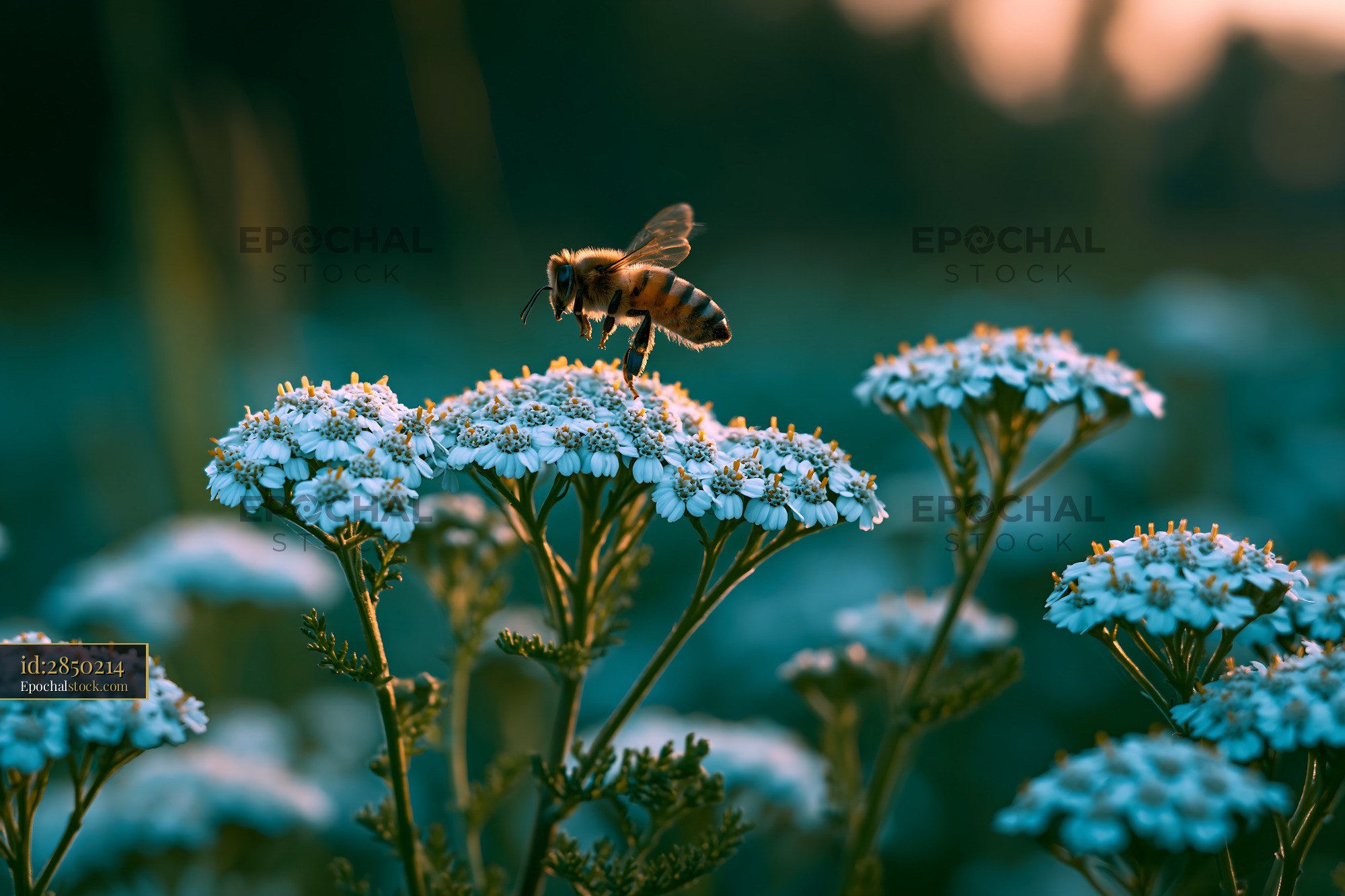 Watermarked full-resolution preview of Bee collecting nectar from white flowers in a garden