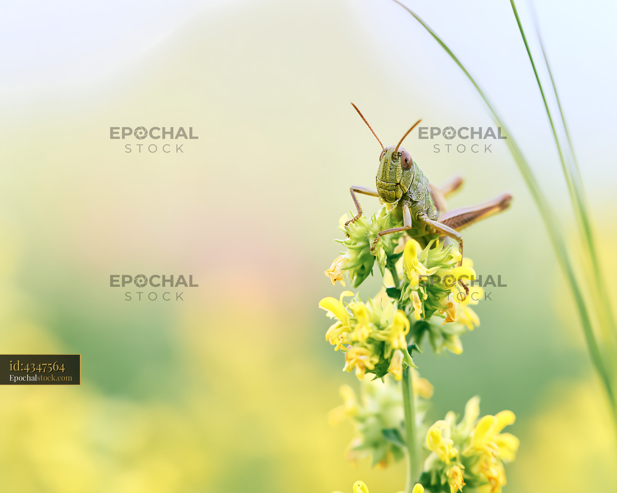 Watermarked full-resolution preview of Grasshopper perched on flower in a grassy field