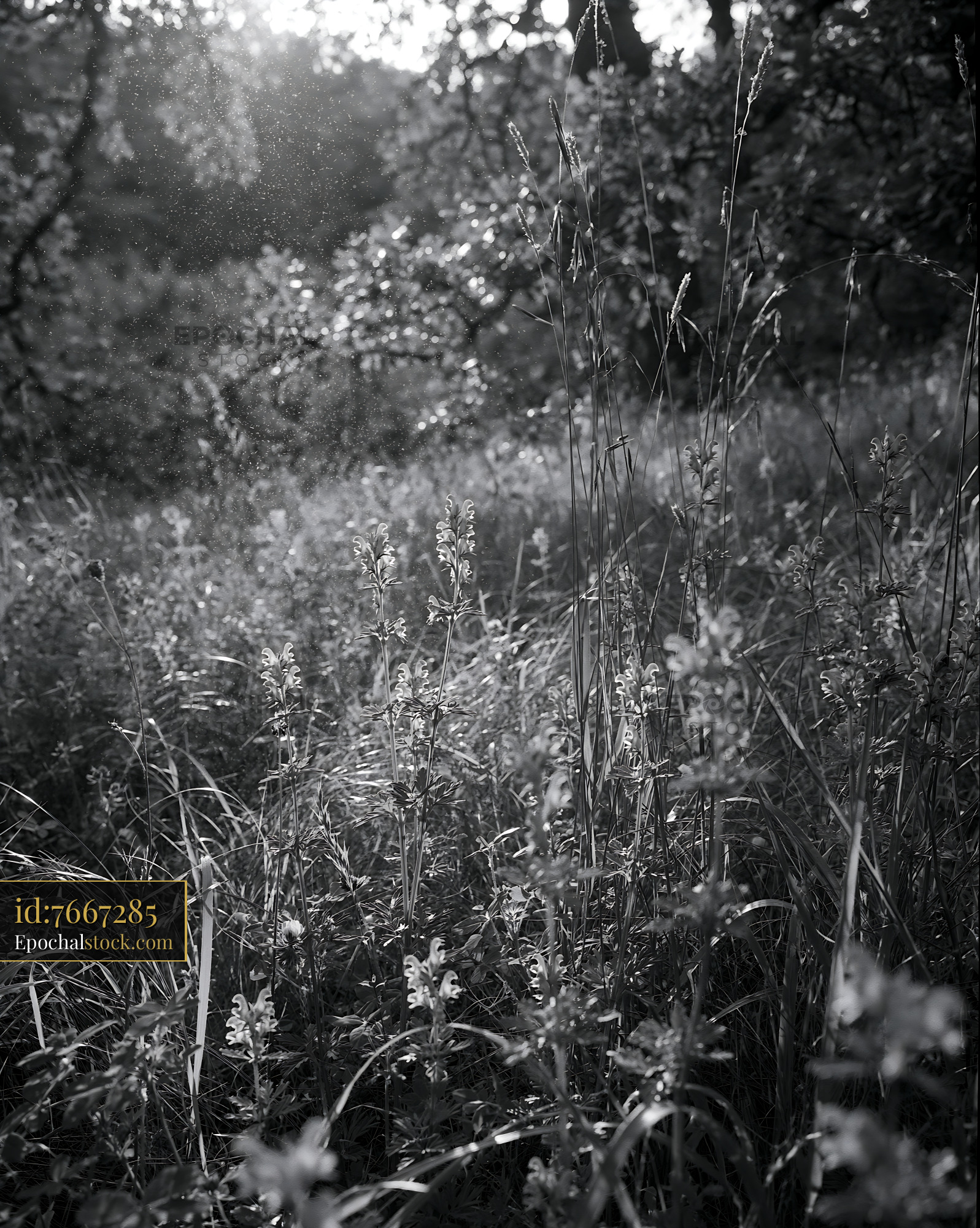 Watermarked full-resolution preview of Sunlight shining through tall grass and wildflowers in a field