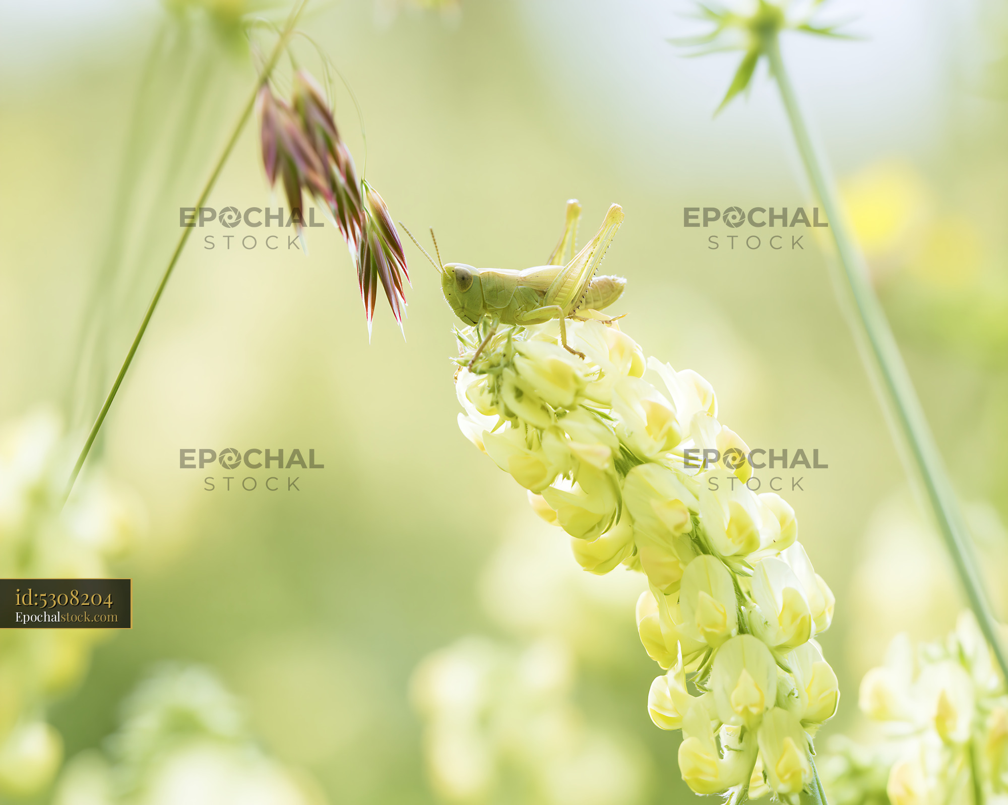 Watermarked full-resolution preview of Grasshopper on yellow flower in bright garden setting