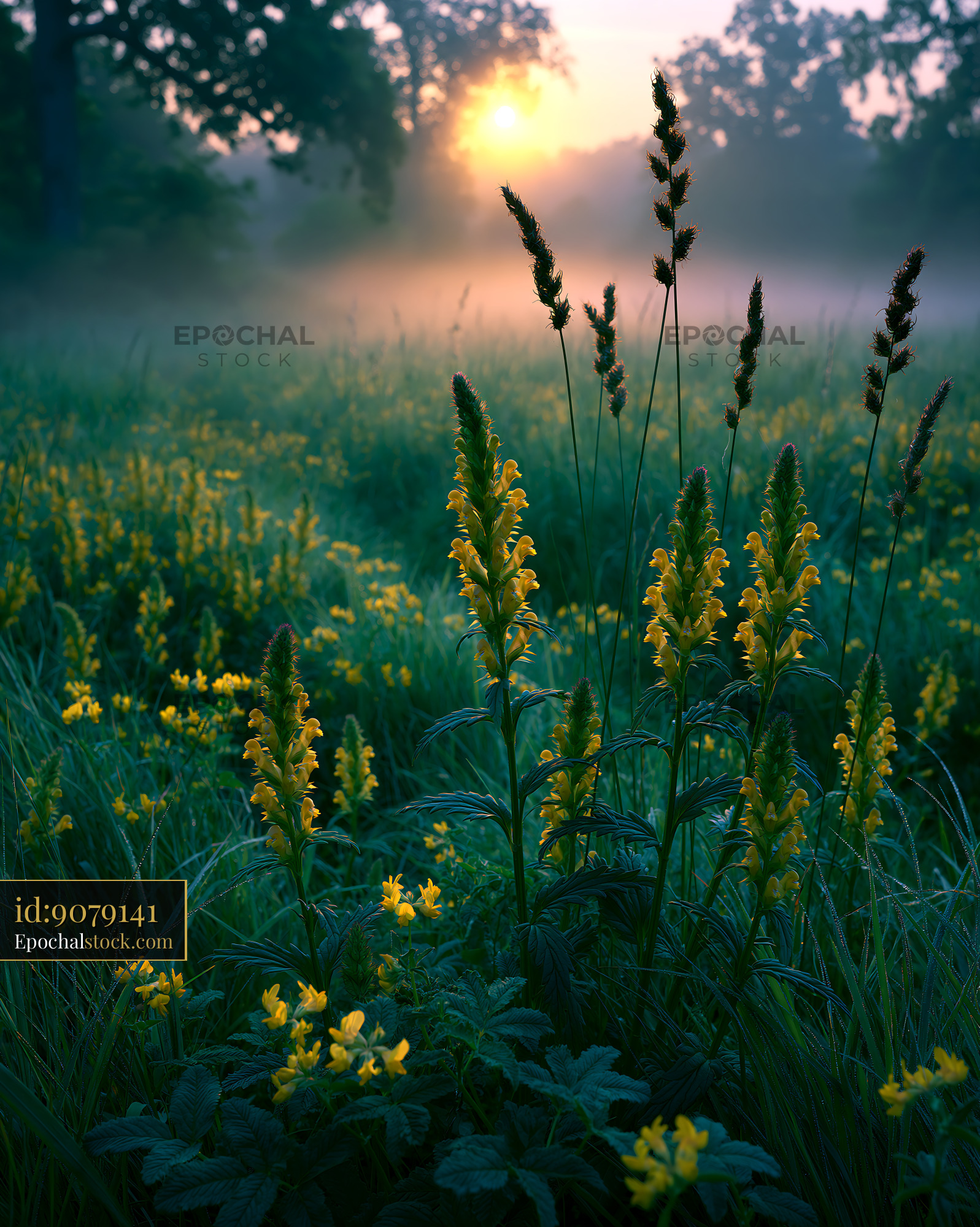 Watermarked full-resolution preview of Flowers bloom in a misty meadow at sunrise