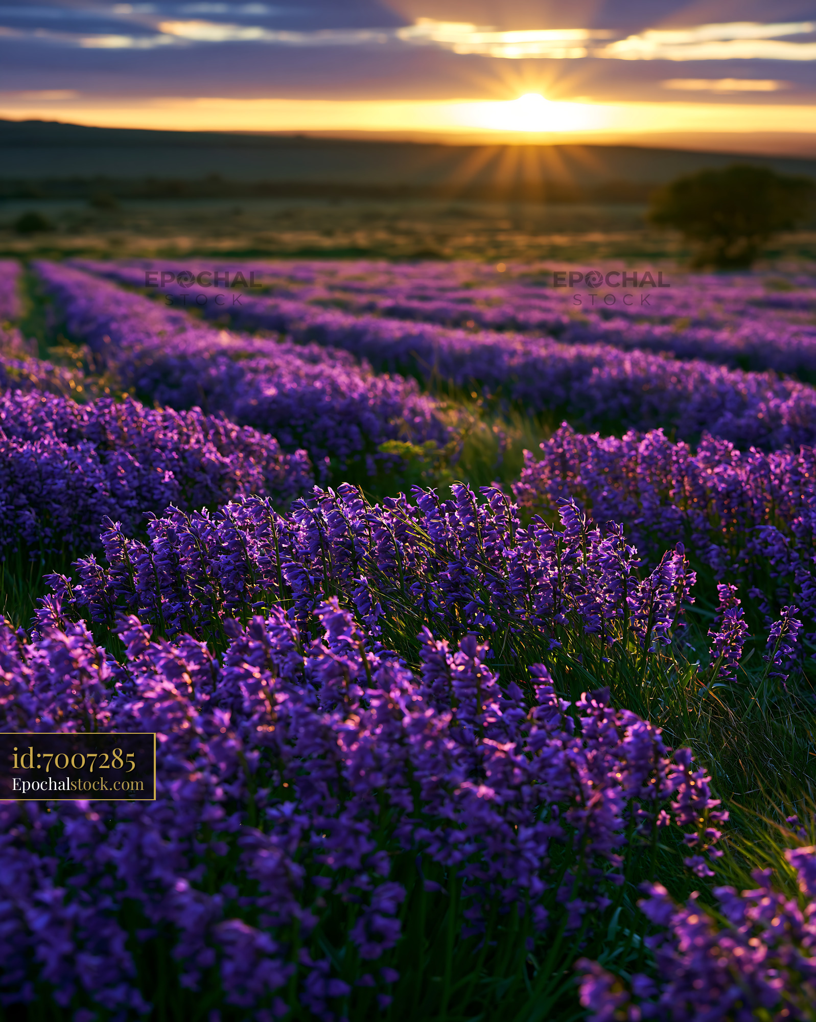 Bluebell Fields Blooming at Sunset in a Vibrant Landscape - stock photo