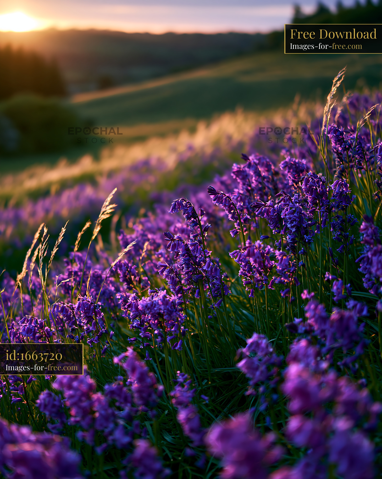 Watermarked full-resolution preview of Lavender field at sunset with golden light shining