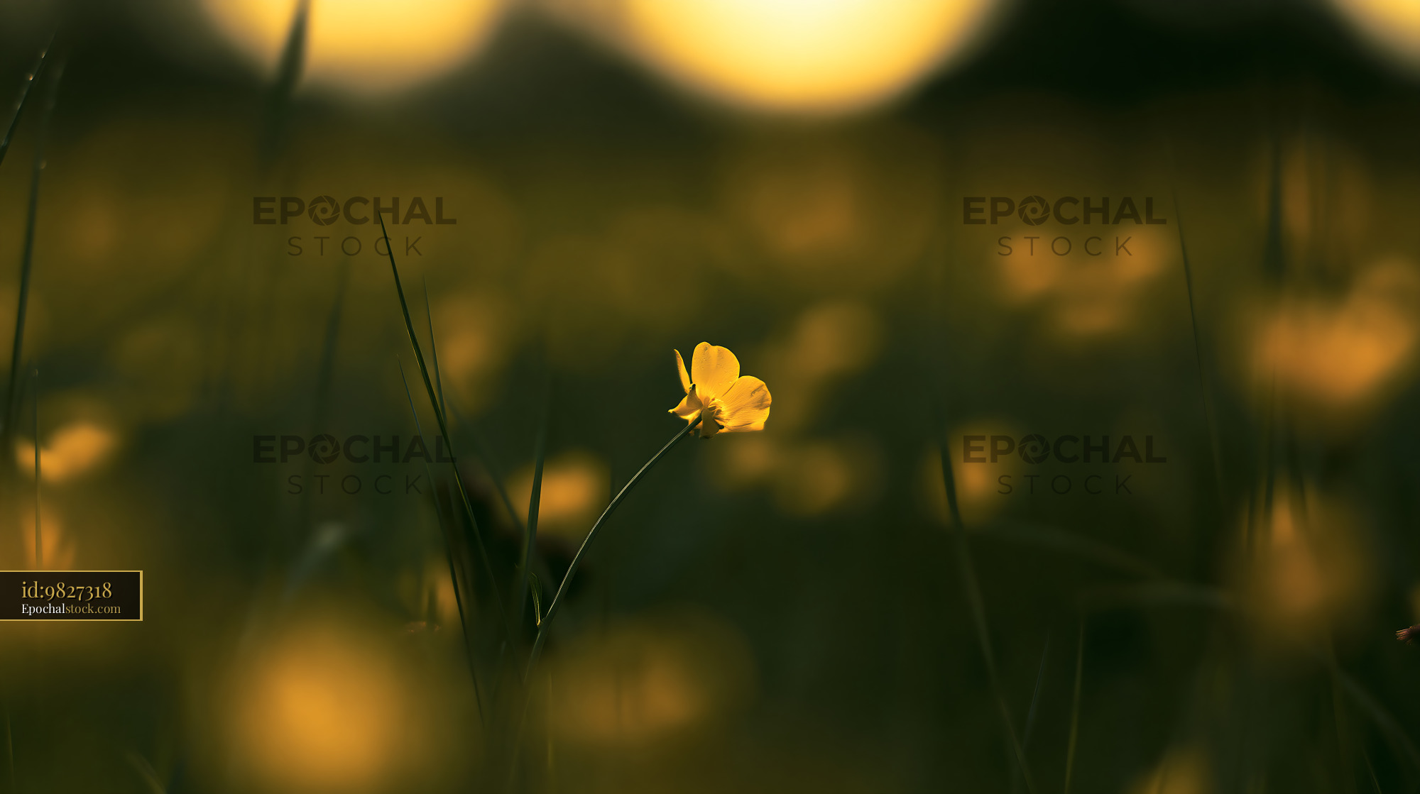 Watermarked full-resolution preview of Yellow flower standing in a field at sunset