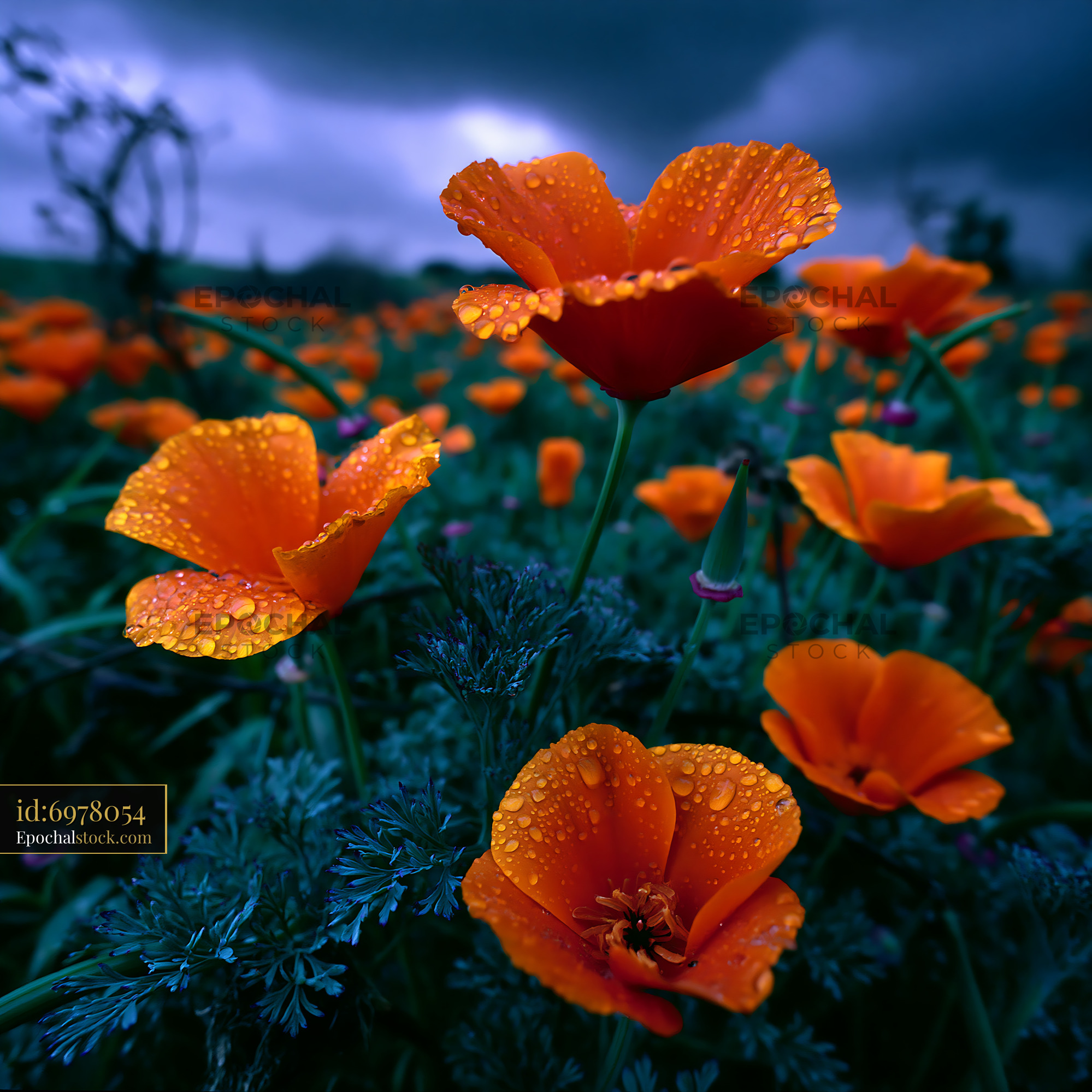 California Poppy Blooming in a Meadow With Rain Droplets - stock photo