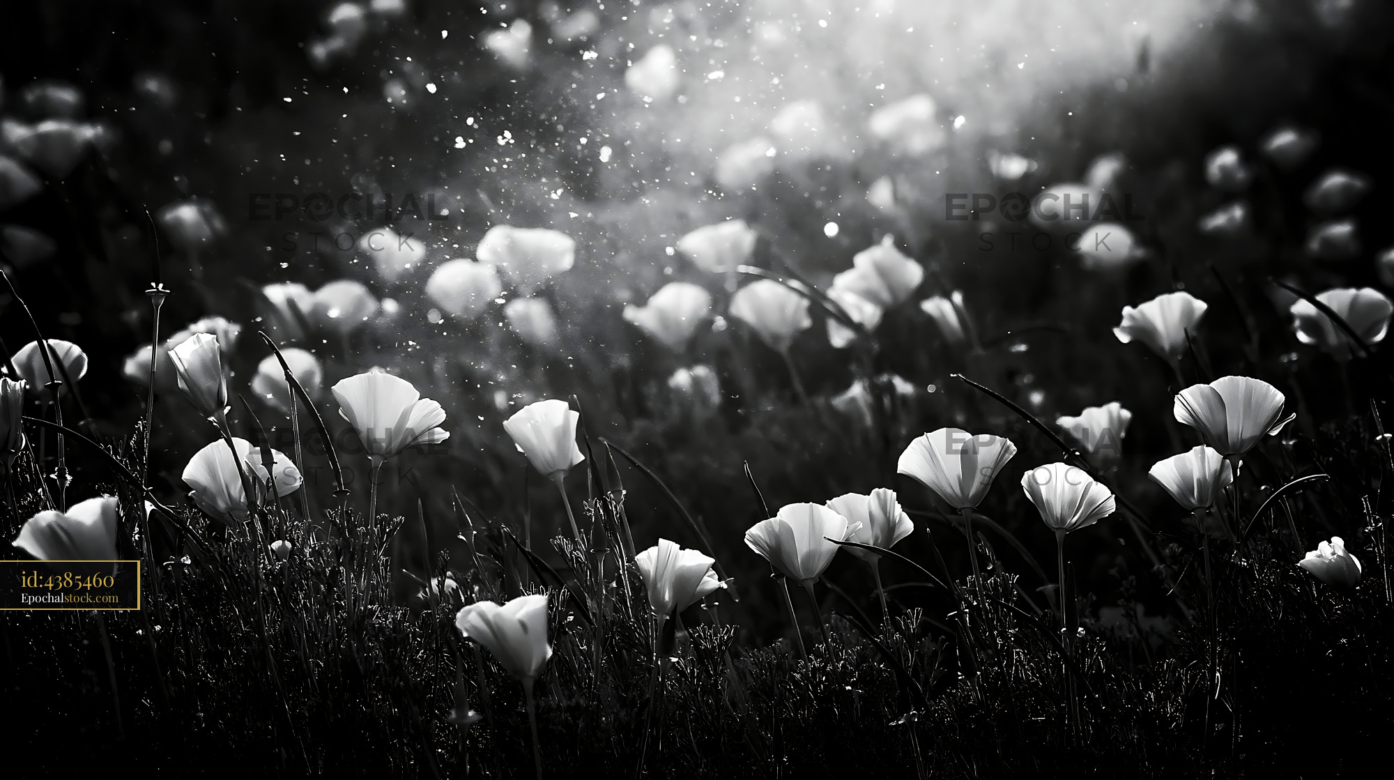 California Poppy Blooms in a Meadow During Springtime - stock photo
