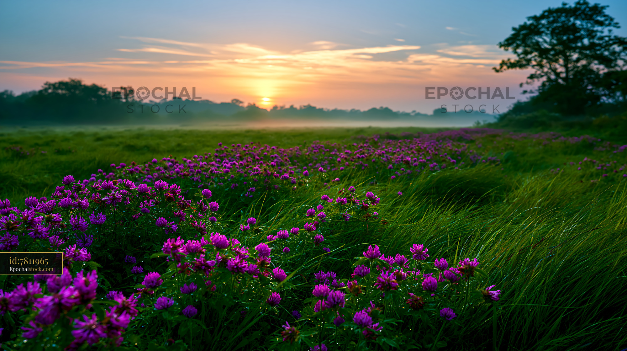 Watermarked full-resolution preview of Sunrise over a field of wildflowers and tall grass