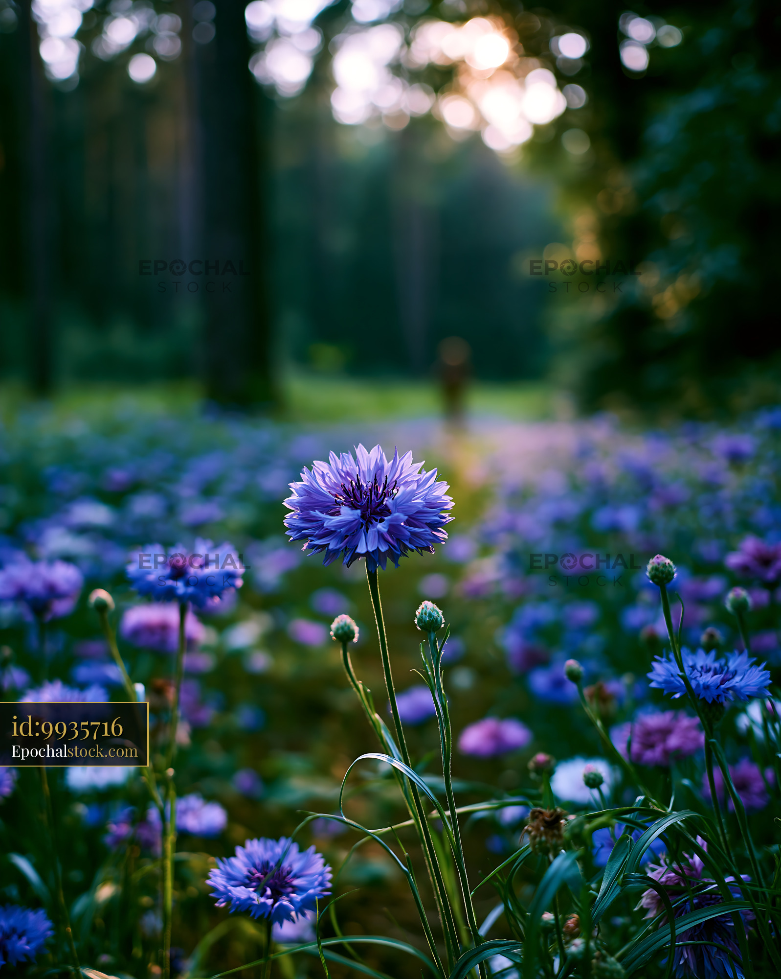 Cornflower Blooming in Meadow During Golden Hour - stock photo