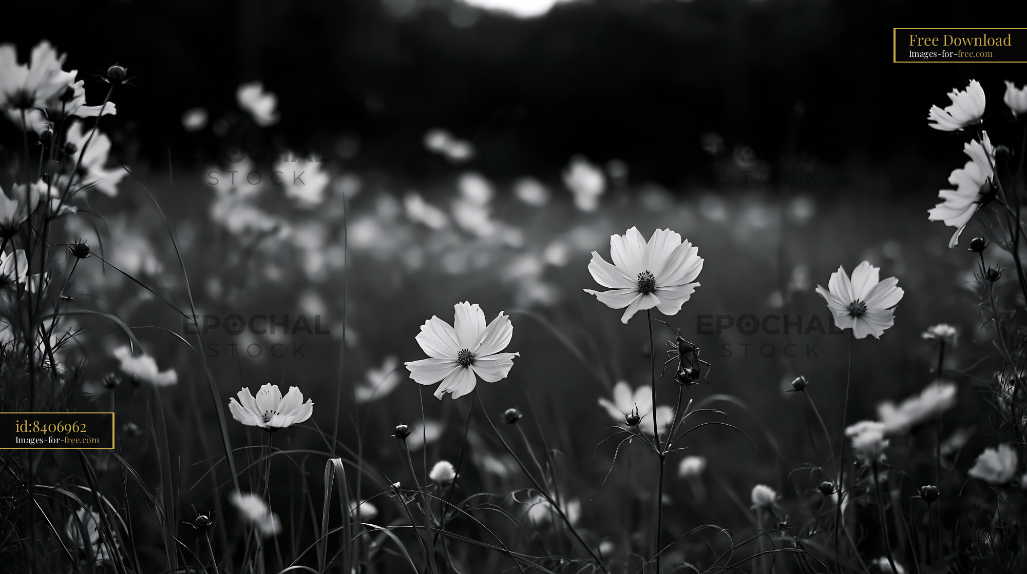 Watermarked full-resolution preview of Field of white flowers in black and white photo