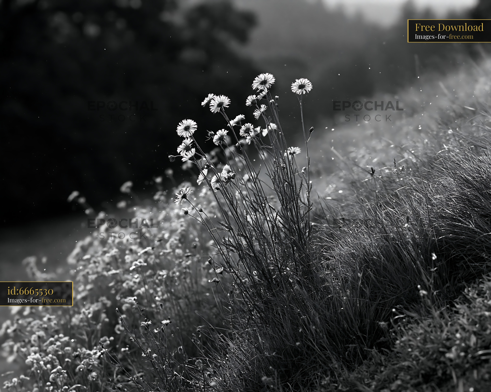 Watermarked full-resolution preview of Wildflowers growing on a hillside in black and white